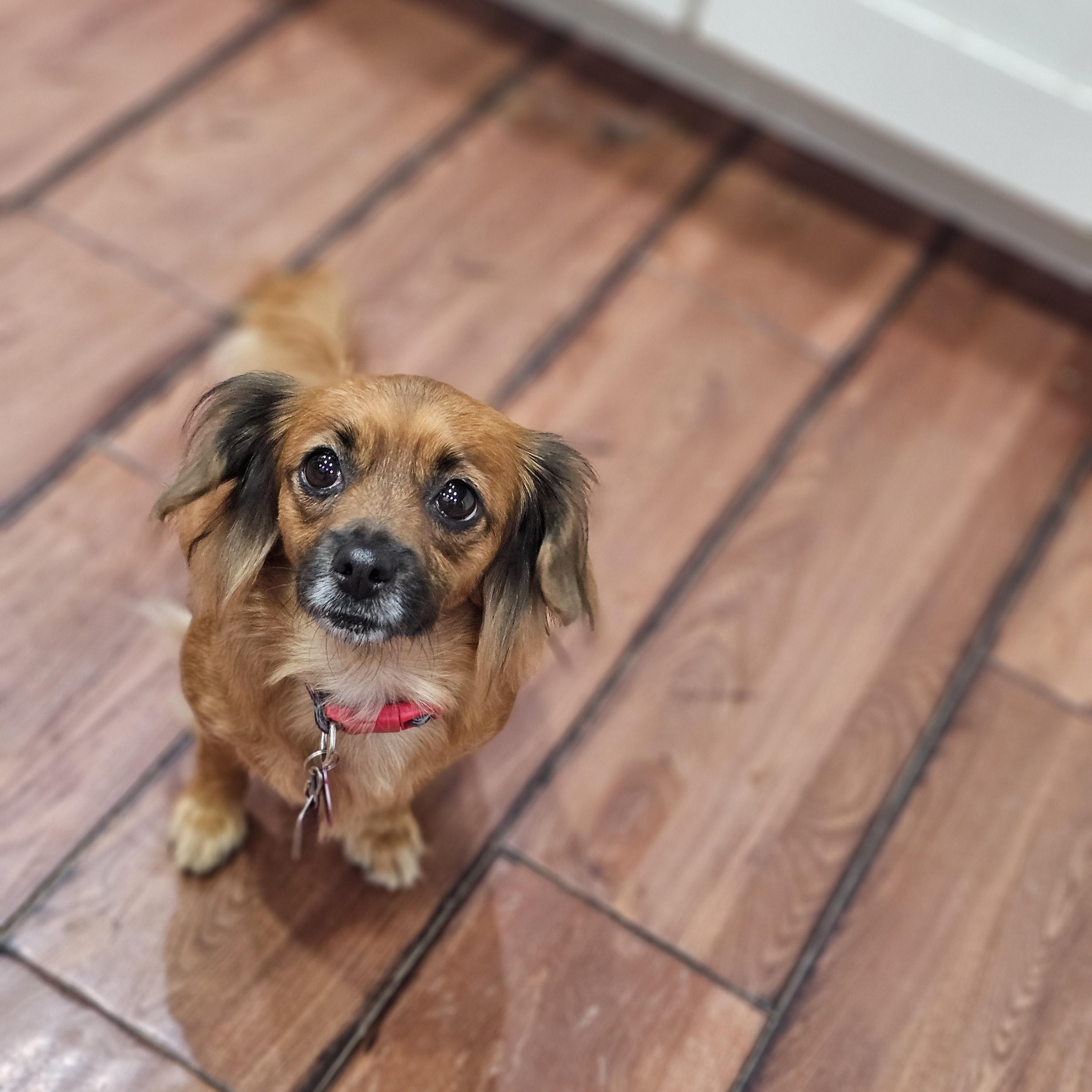 Ginger, ADOPTABLE, Adult Female Shih Tzu.