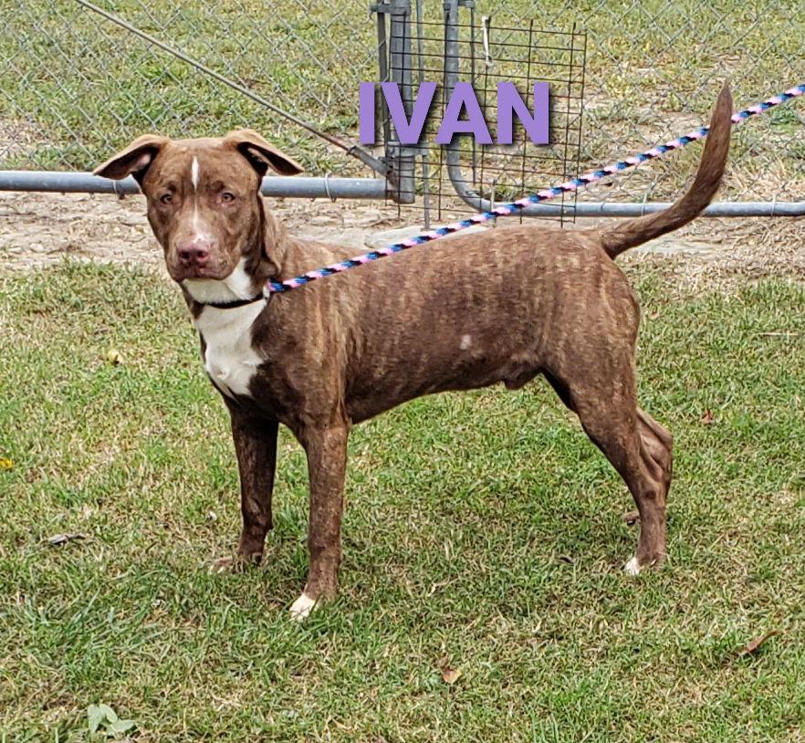 Enlarge Ivan, a Adoptable Pit Bull Terrier in Seaford, DE image 1/3
