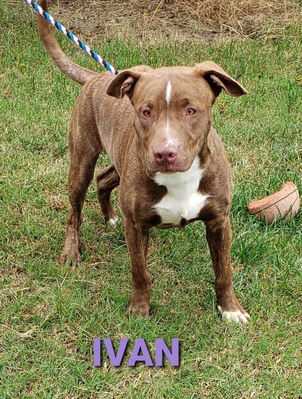 Enlarge Ivan, a Adoptable Pit Bull Terrier in Seaford, DE image 2/3