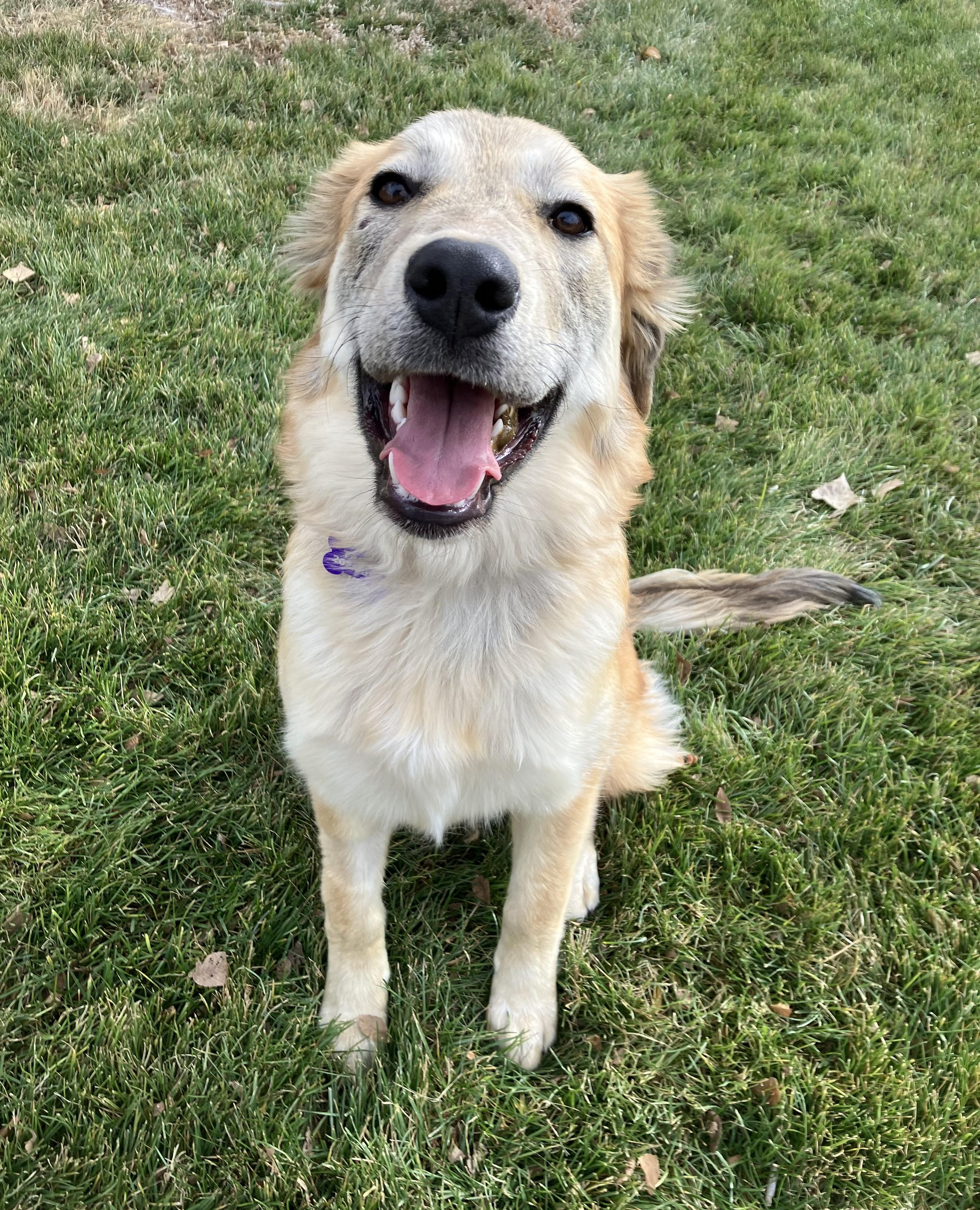 Tika, an adopted mixed breed in Colorado Springs, CO image 1/4
