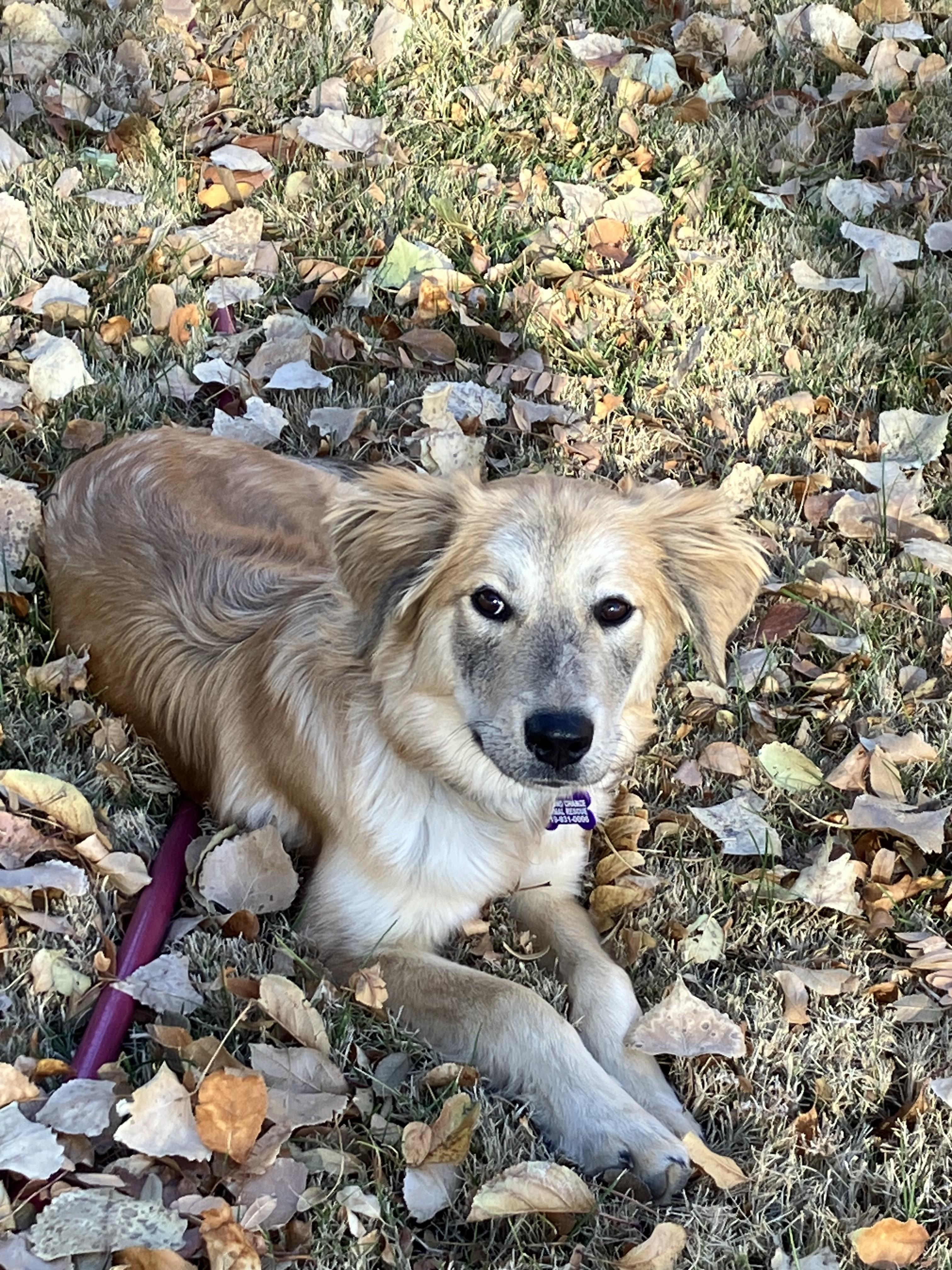 Tika, an adopted mixed breed in Colorado Springs, CO image 4/4