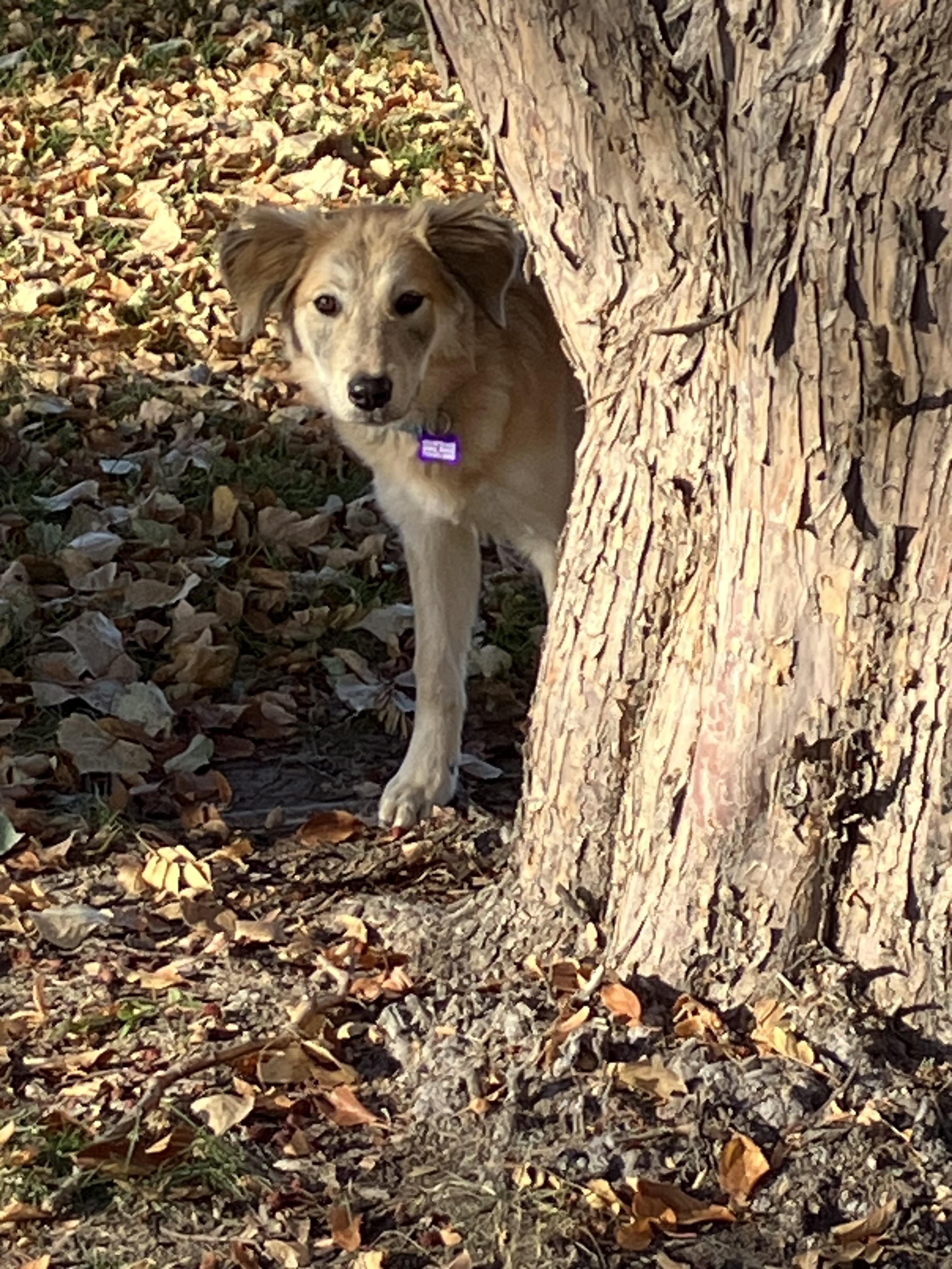 Tika, an adopted mixed breed in Colorado Springs, CO image 2/4