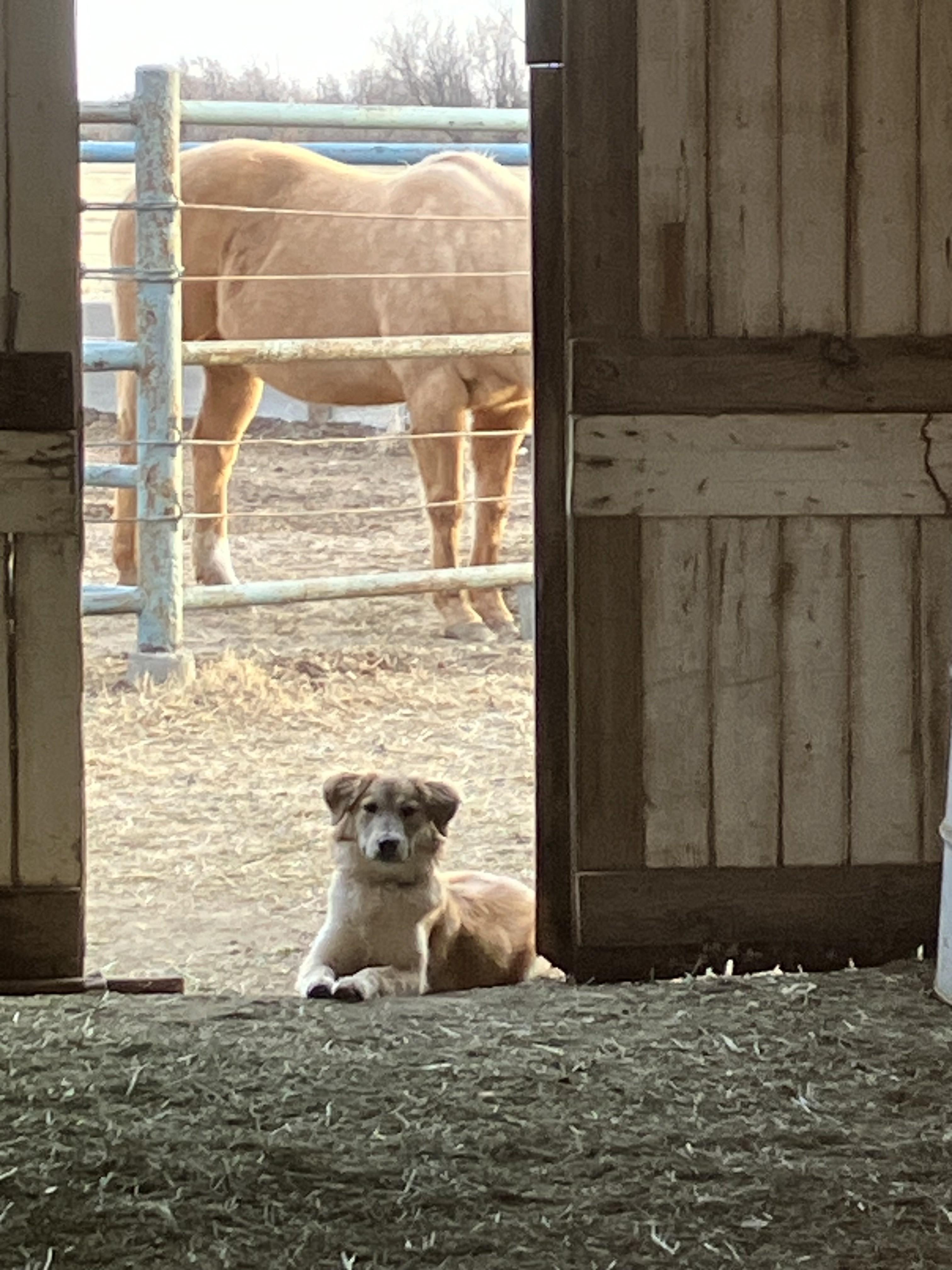Tika, an adopted mixed breed in Colorado Springs, CO image 3/4