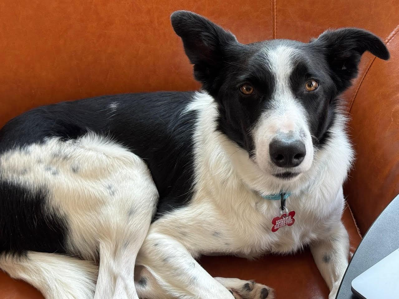 Enlarge Cap, a Adoptable mixed breed in Minneapolis, MN image 5/6