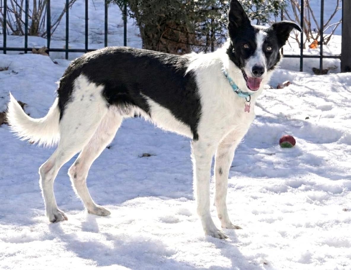 Enlarge Cap, a Adoptable mixed breed in Minneapolis, MN image 2/6