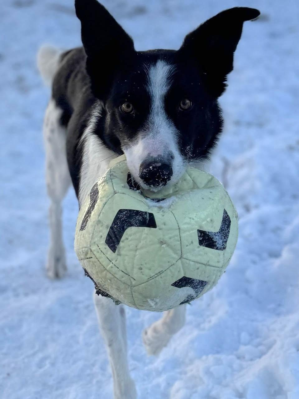 Enlarge Cap, a Adoptable mixed breed in Minneapolis, MN image 1/6