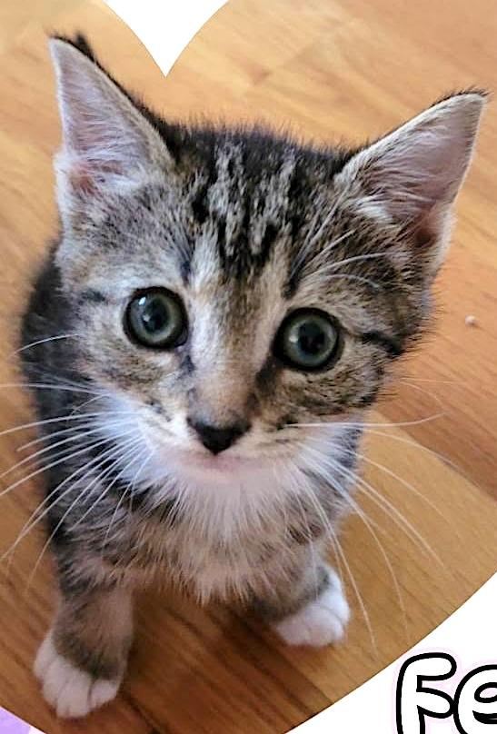 Enlarge Marshmallow, Batman & Princess, a ADOPTABLE American Shorthair in Mount Airy, NC image 6/6