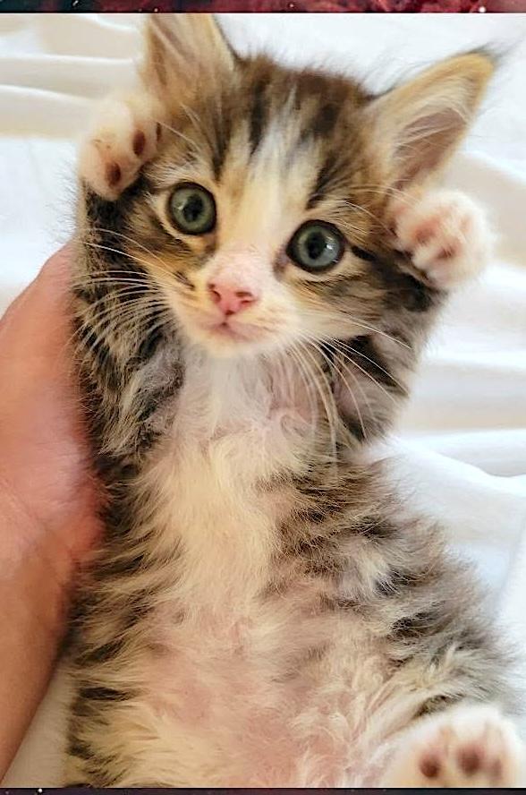 Enlarge Marshmallow, Batman & Princess, a ADOPTABLE American Shorthair in Mount Airy, NC image 2/6