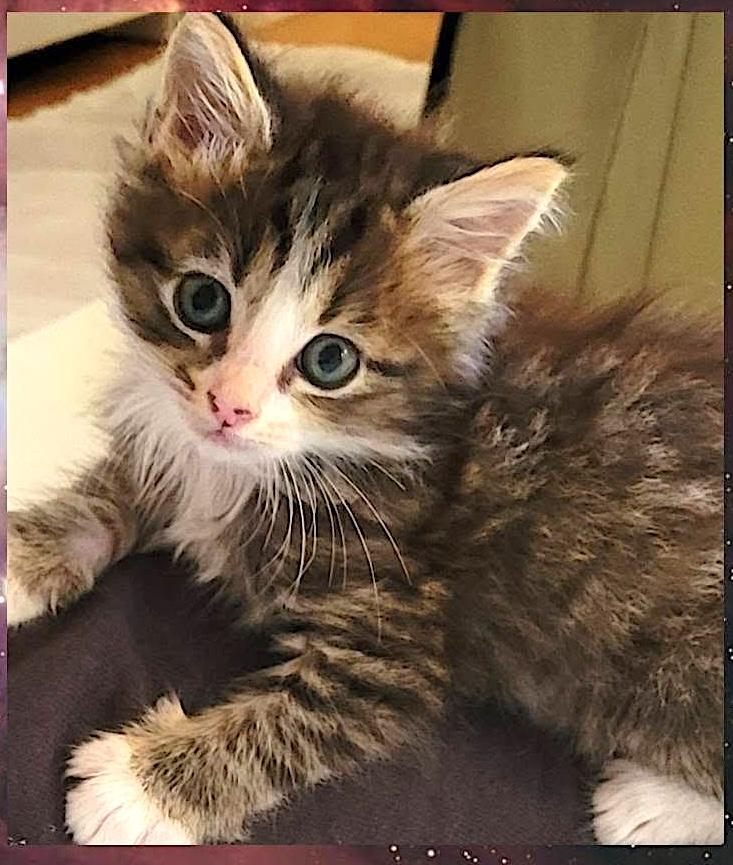 Enlarge Marshmallow, Batman & Princess, a ADOPTABLE American Shorthair in Mount Airy, NC image 1/6