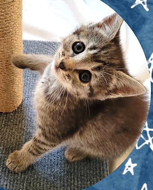Enlarge Marshmallow, Batman & Princess, a ADOPTABLE American Shorthair in Mount Airy, NC image 3/6
