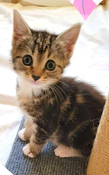 Enlarge Marshmallow, Batman & Princess, a ADOPTABLE American Shorthair in Mount Airy, NC image 5/6