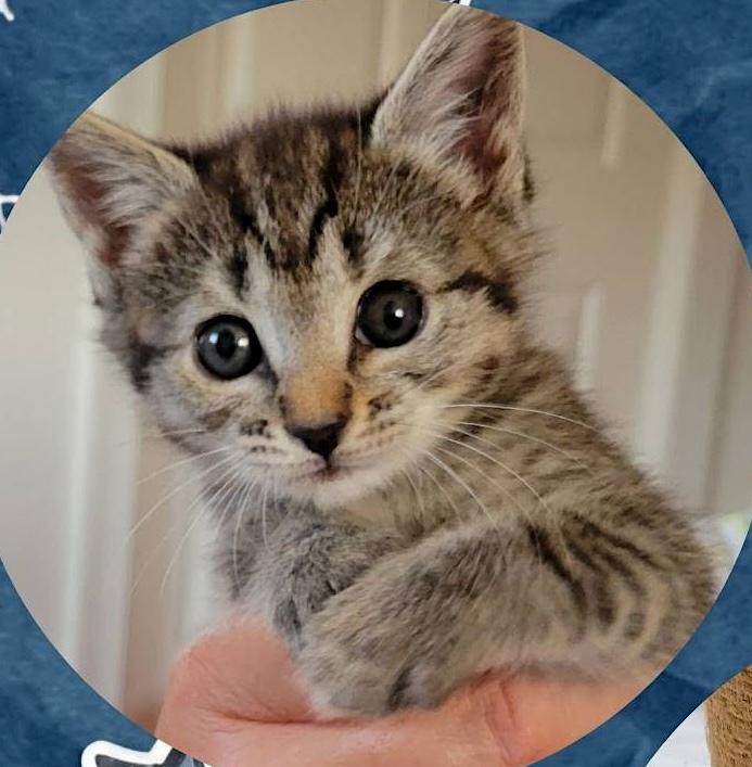 Enlarge Marshmallow, Batman & Princess, a ADOPTABLE American Shorthair in Mount Airy, NC image 4/6