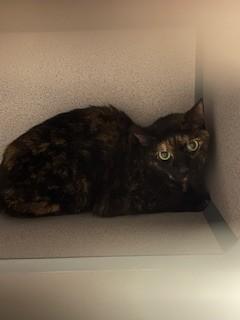 TOOTIE, Adoptable, Adult Female Domestic Short Hair.