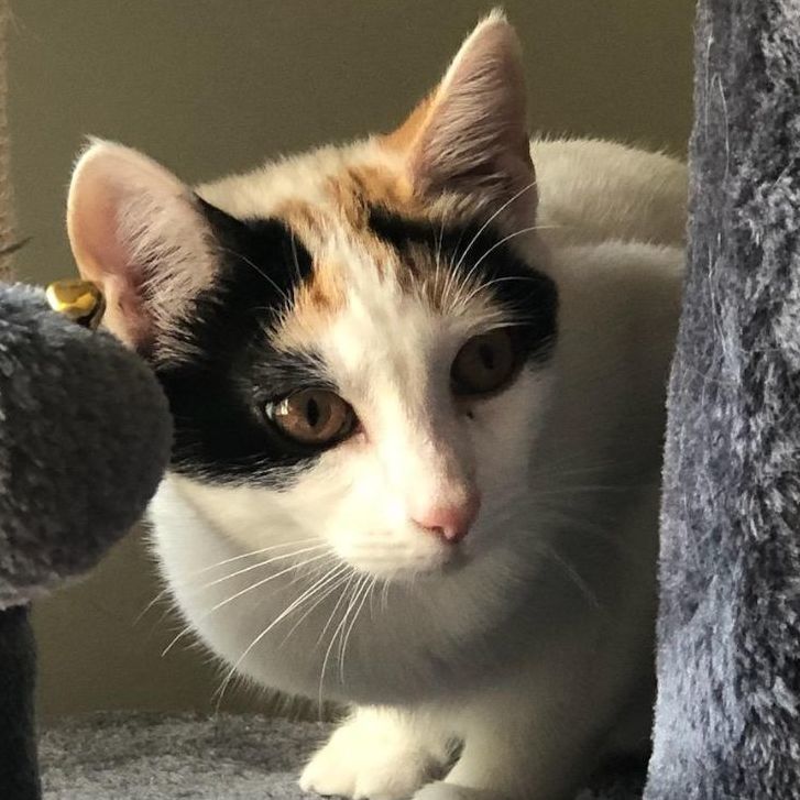 Scout, Adoptable, Kitten Female Calico.