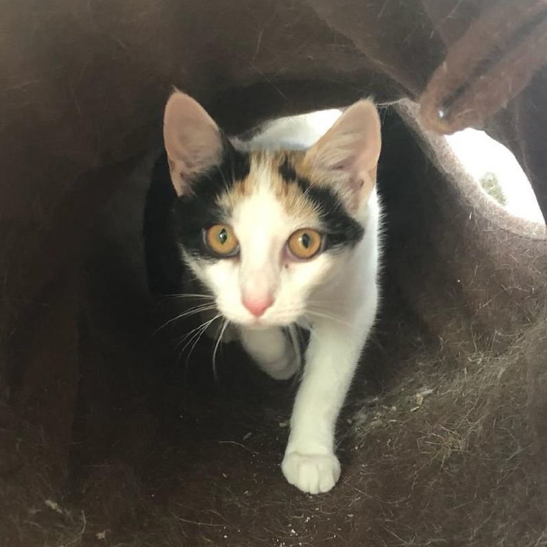 Enlarge Scout, a Adoptable Calico in Philadelphia, PA image 2/2