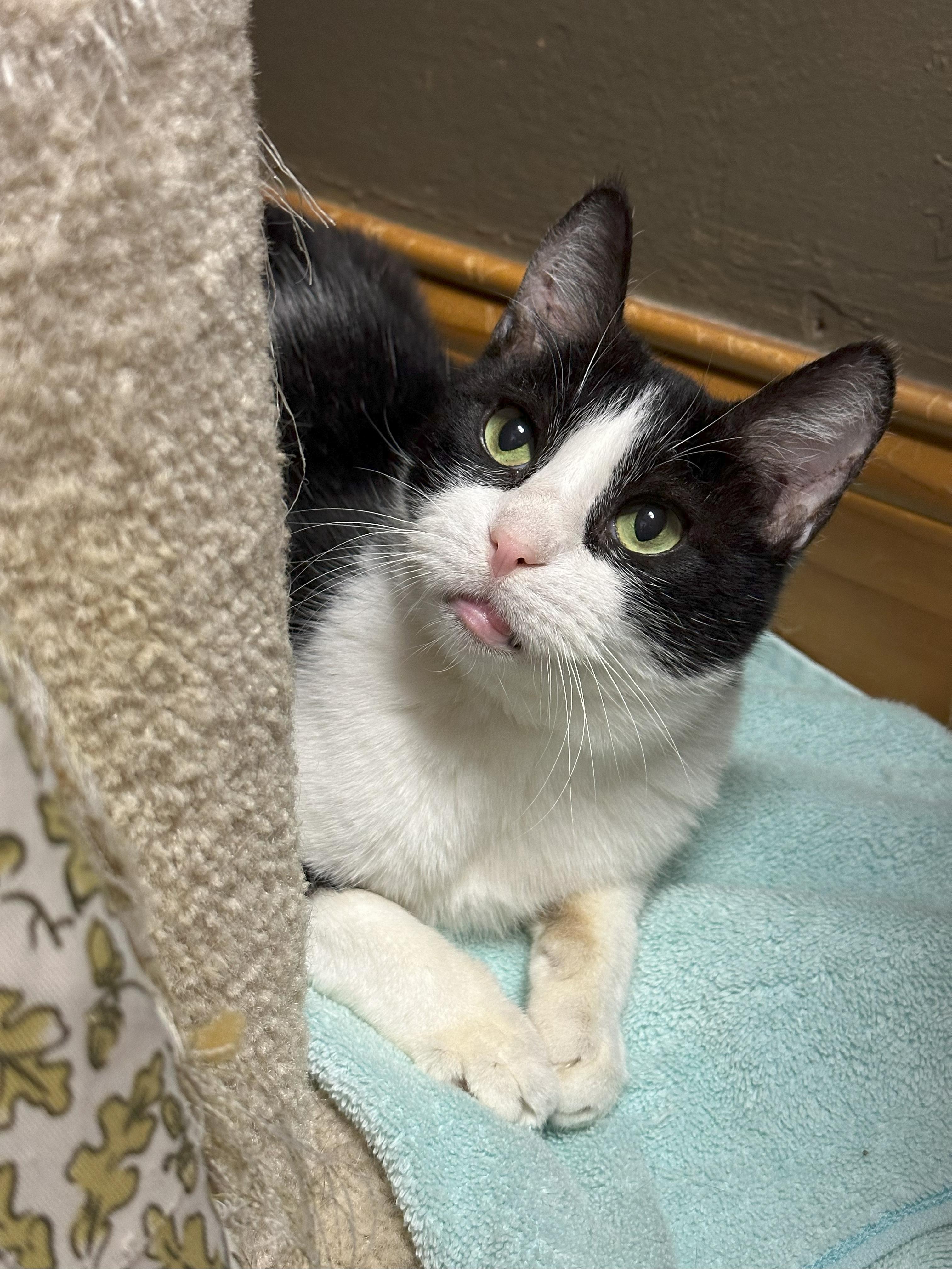 Enlarge Willy, a Adoptable Domestic Short Hair in Crystal Lake, IL image 4/6