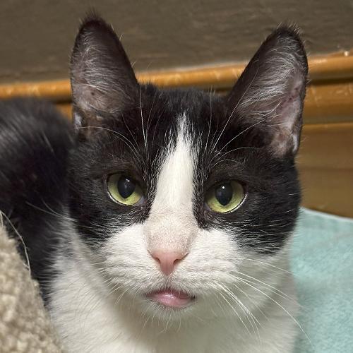 Willy, Adoptable, Senior Male Domestic Short Hair.