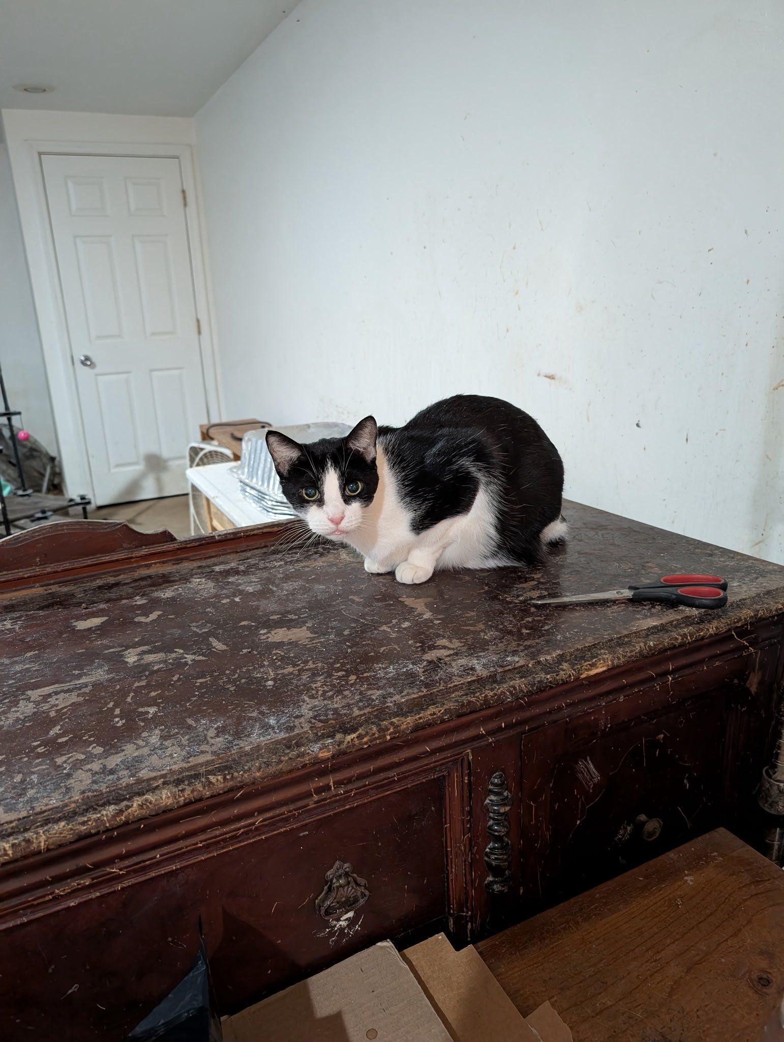 Enlarge Willy, a Adoptable Domestic Short Hair in Crystal Lake, IL image 6/6