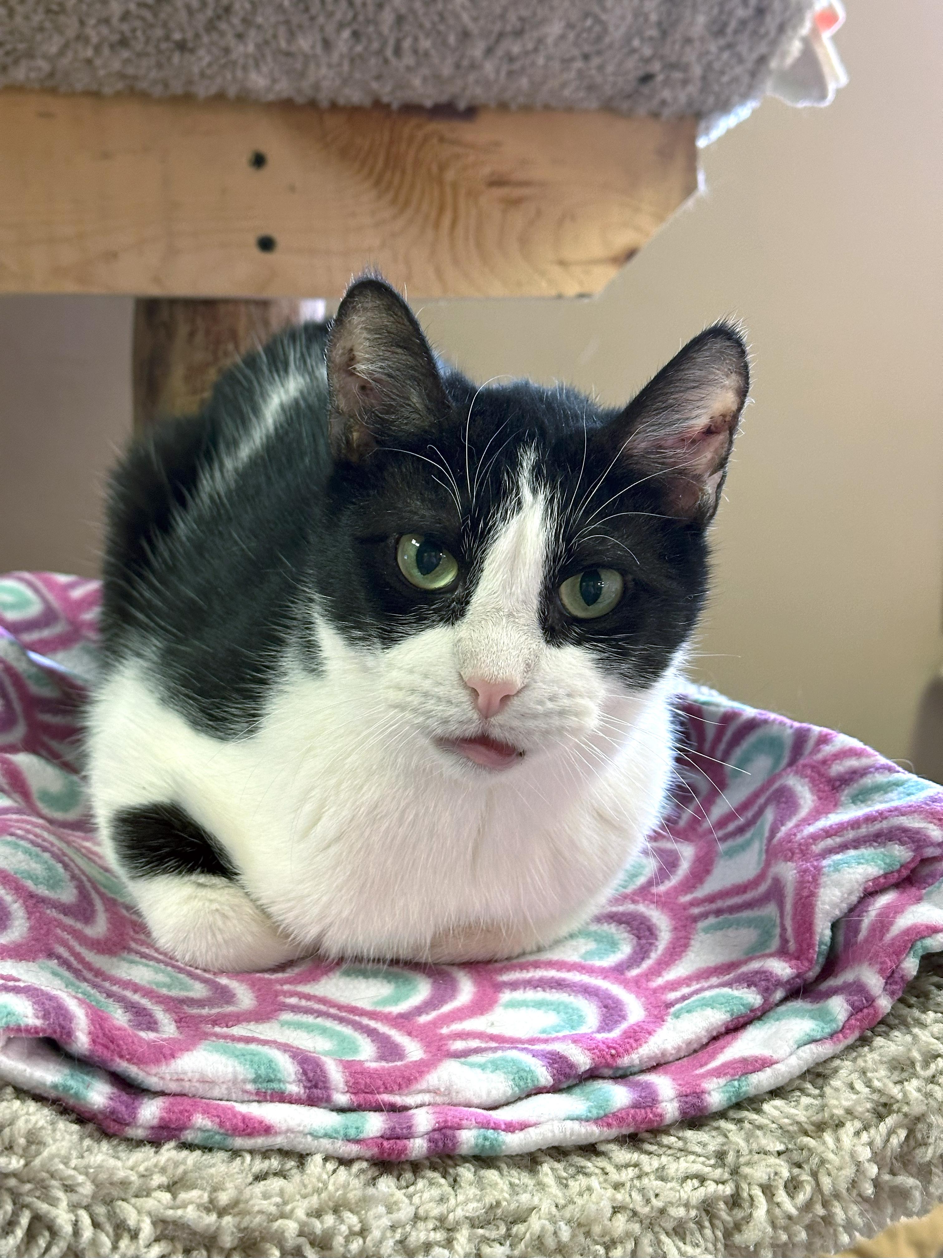 Enlarge Willy, a Adoptable Domestic Short Hair in Crystal Lake, IL image 2/6