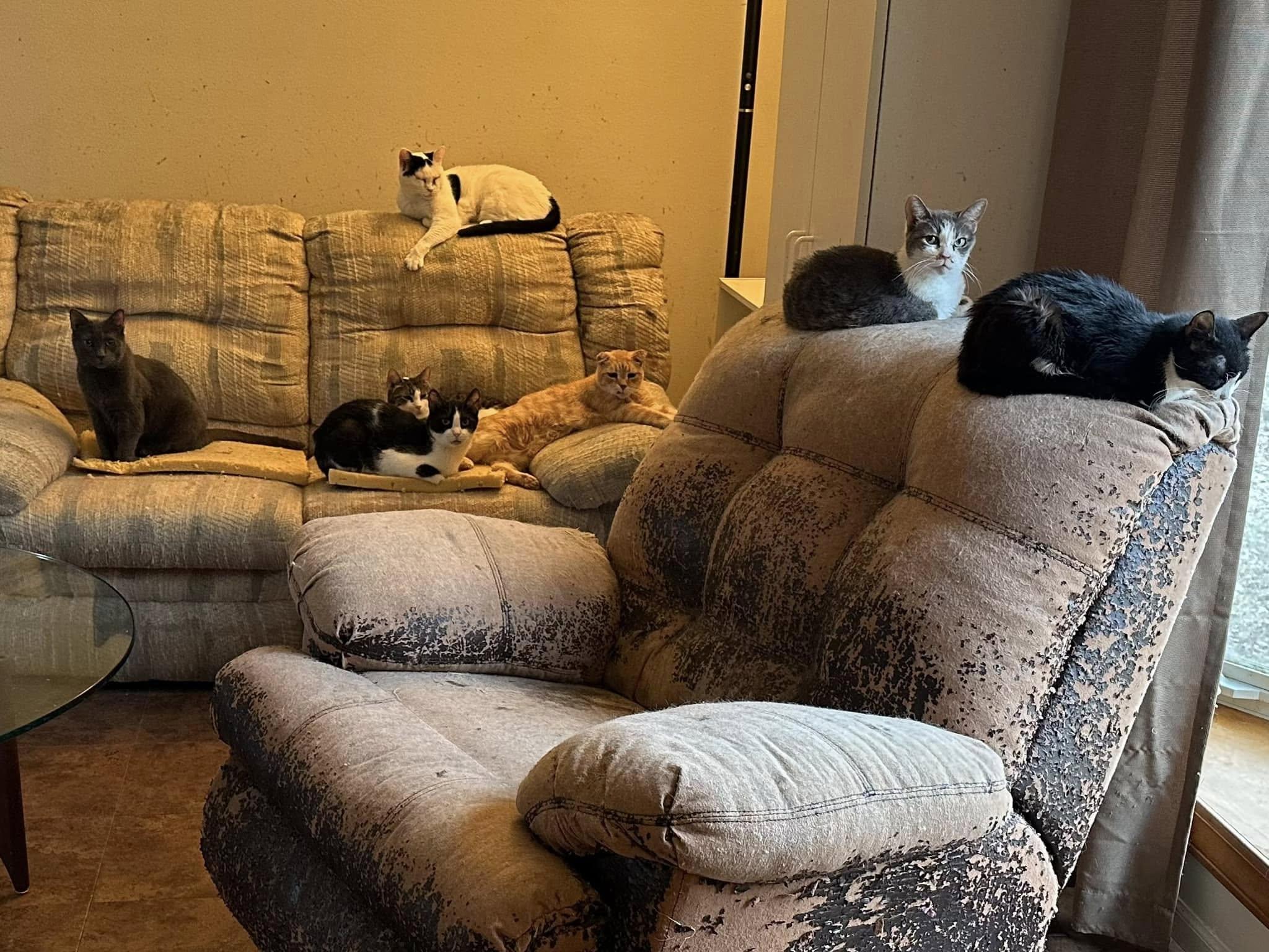 Enlarge Willy, a Adoptable Domestic Short Hair in Crystal Lake, IL image 5/6