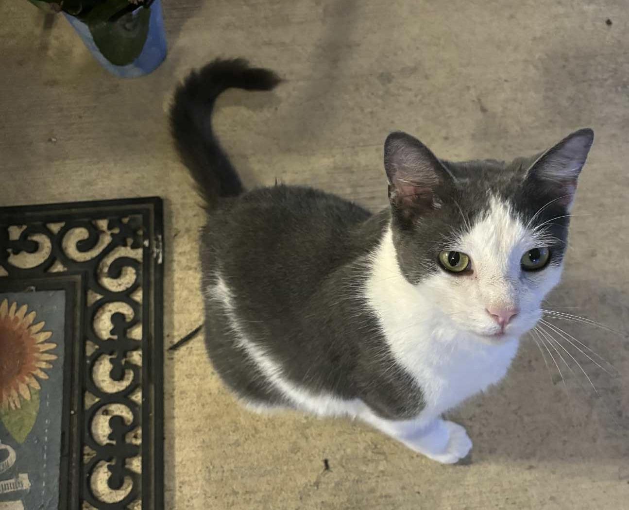 Gordon or Gordie, Adoptable, Young Male Domestic Short Hair.