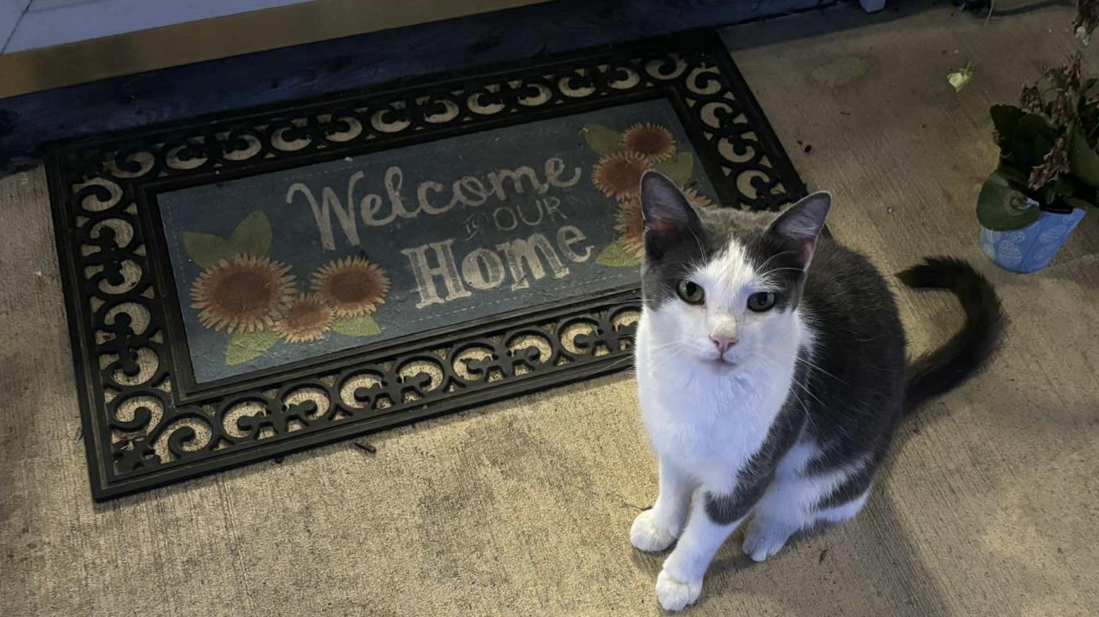 Enlarge Gordon or Gordie, a Adoptable mixed breed in Plain City, OH image 2/2