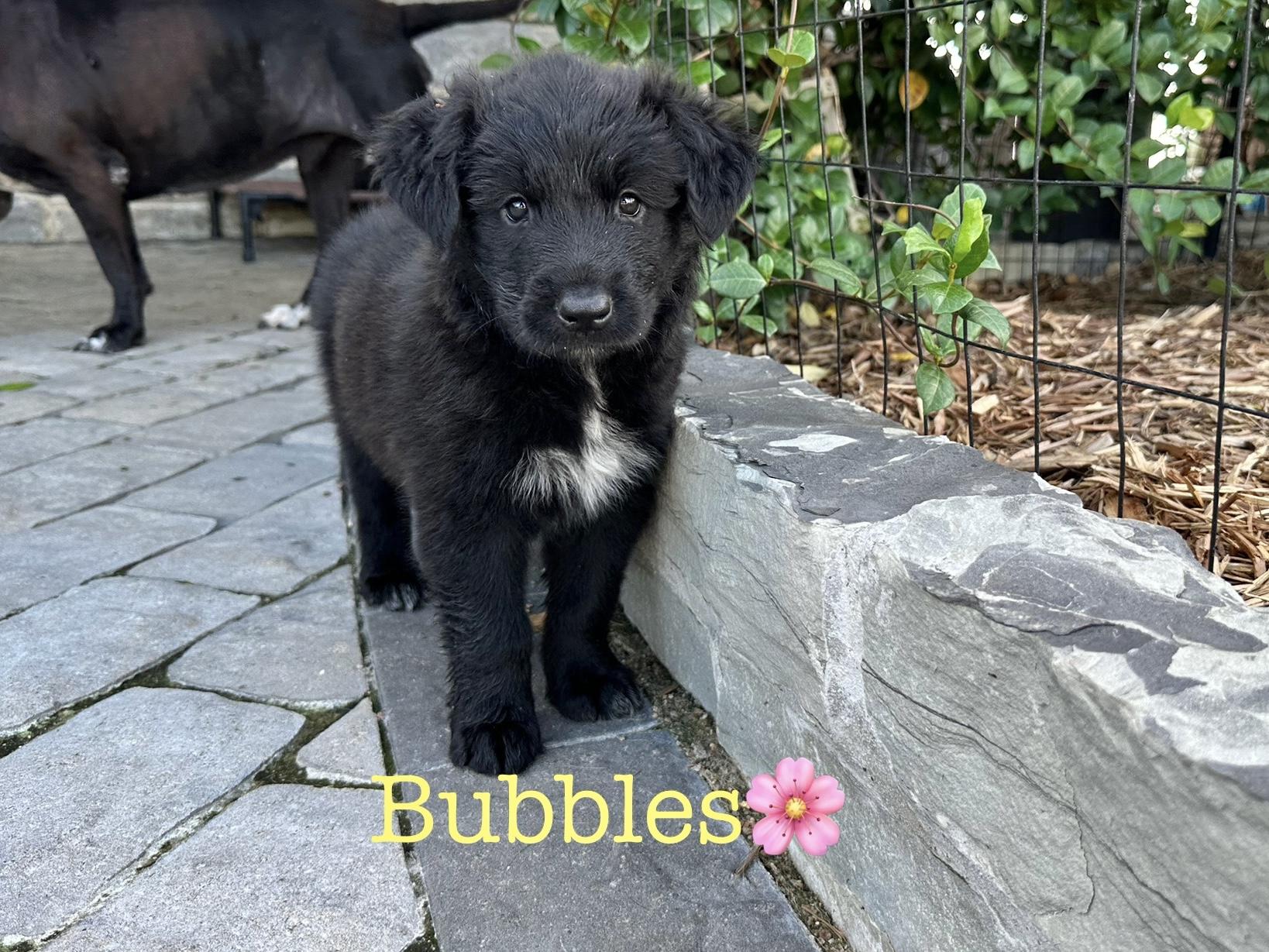 Bubbles
