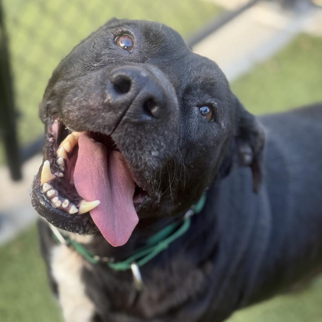 Enlarge Starry, a Adoptable Mixed Breed in Greensboro, NC image 1/6