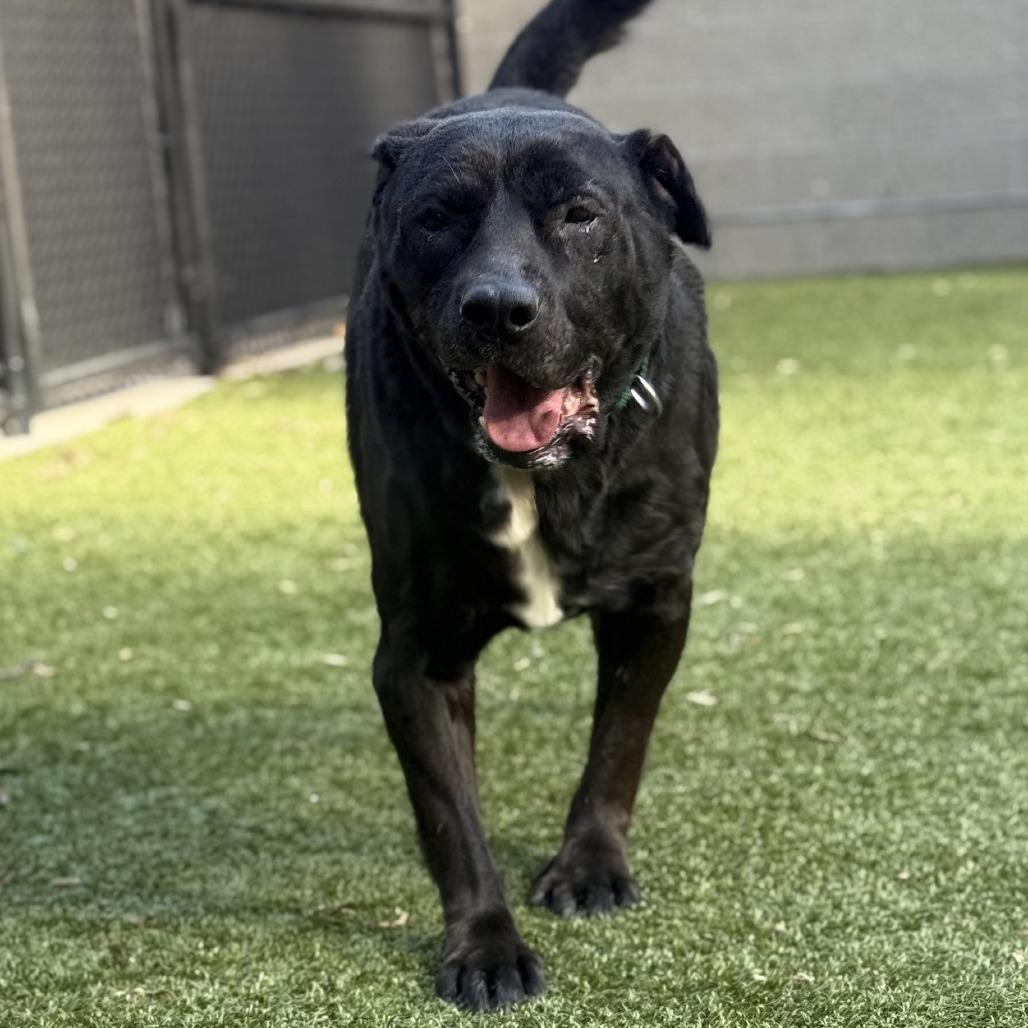 Starry, Adoptable, Senior Female Mixed Breed.