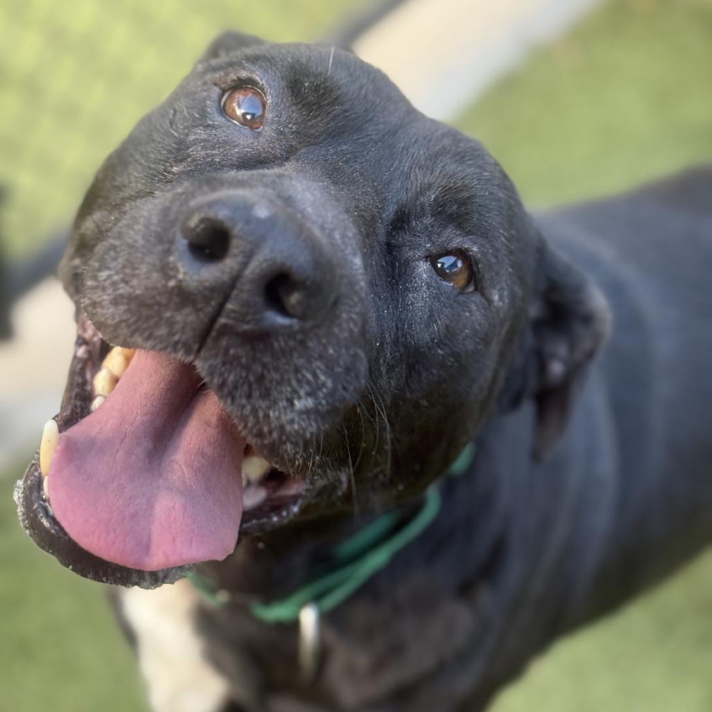 Enlarge Starry, a Adoptable Mixed Breed in Greensboro, NC image 2/6