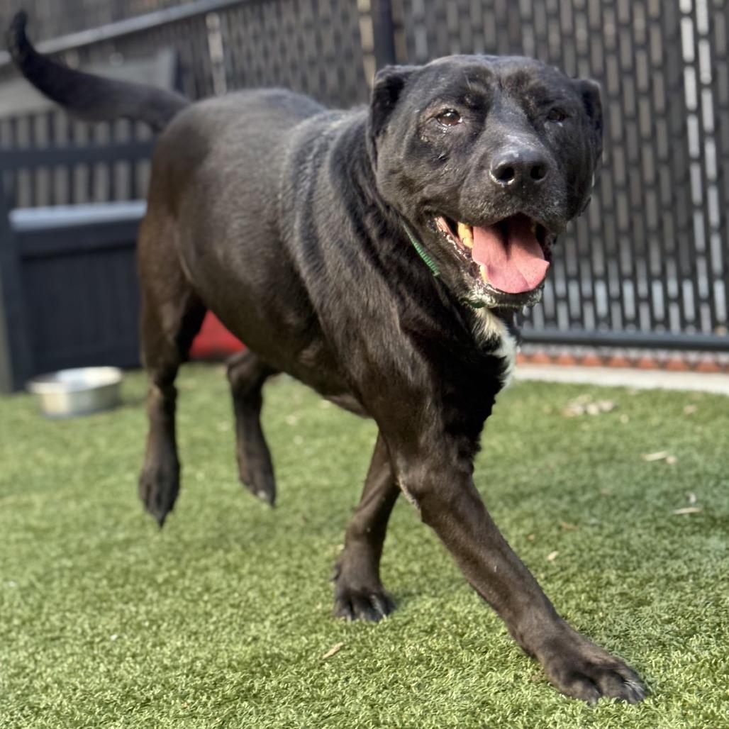 Enlarge Starry, a Adoptable Mixed Breed in Greensboro, NC image 3/6
