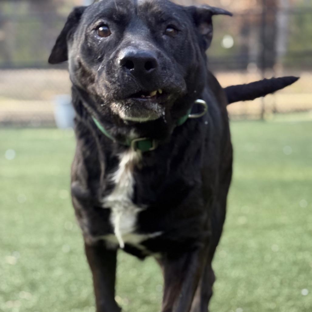 Enlarge Starry, a Adoptable Mixed Breed in Greensboro, NC image 4/6