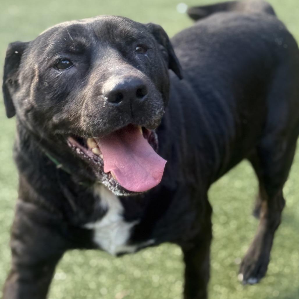 Enlarge Starry, a Adoptable Mixed Breed in Greensboro, NC image 5/6