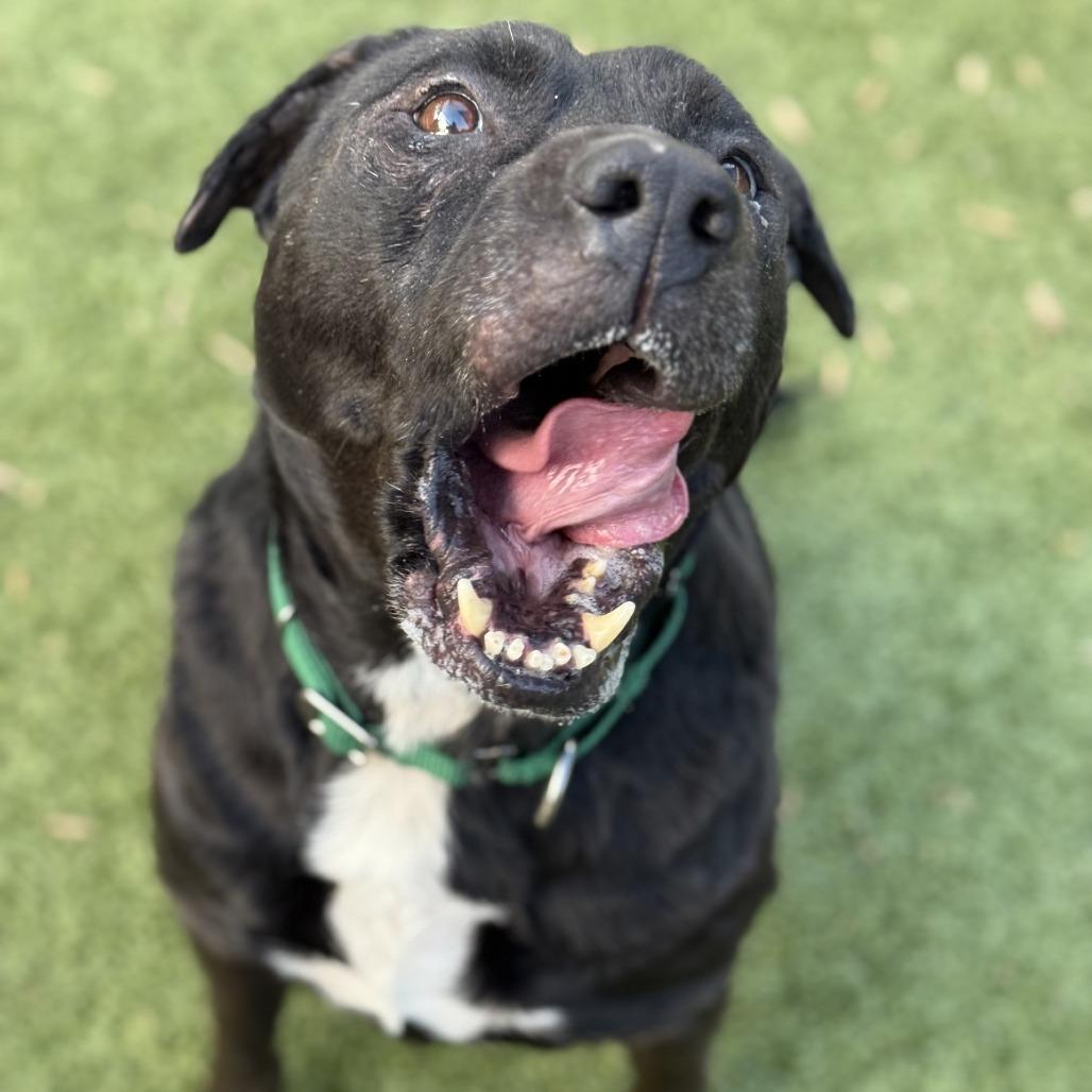 Enlarge Starry, a Adoptable Mixed Breed in Greensboro, NC image 6/6