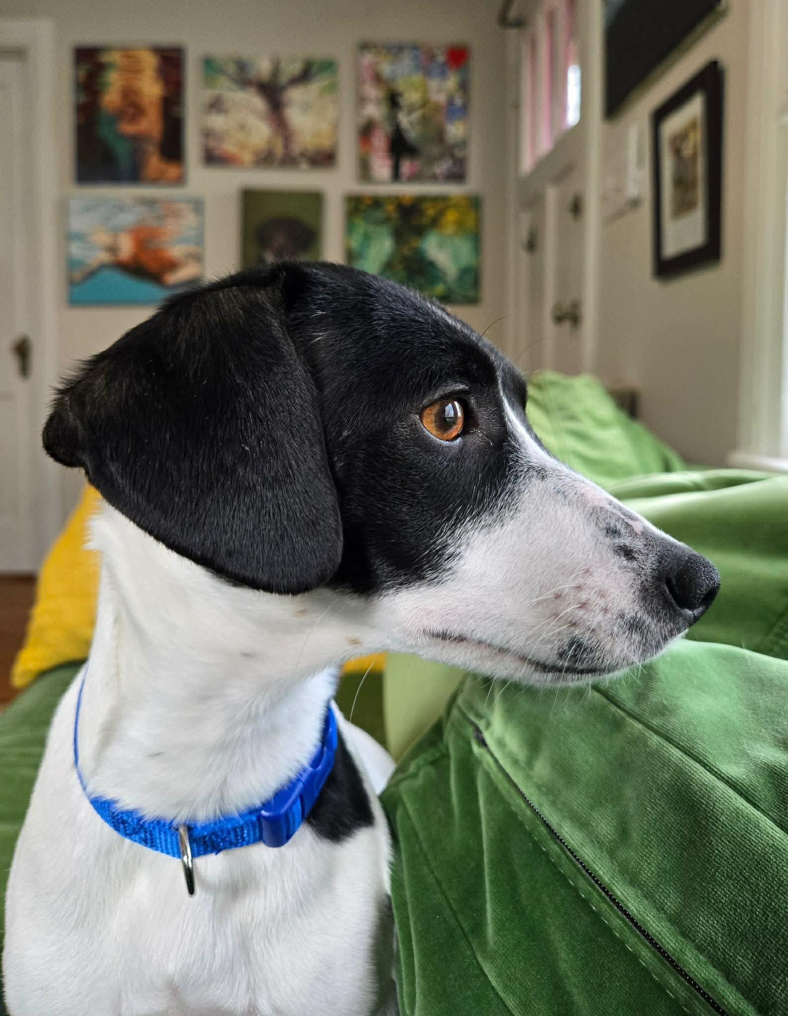 Enlarge Raspberry Athens, a Adopted mixed breed in Rockaway, NJ image 1/3