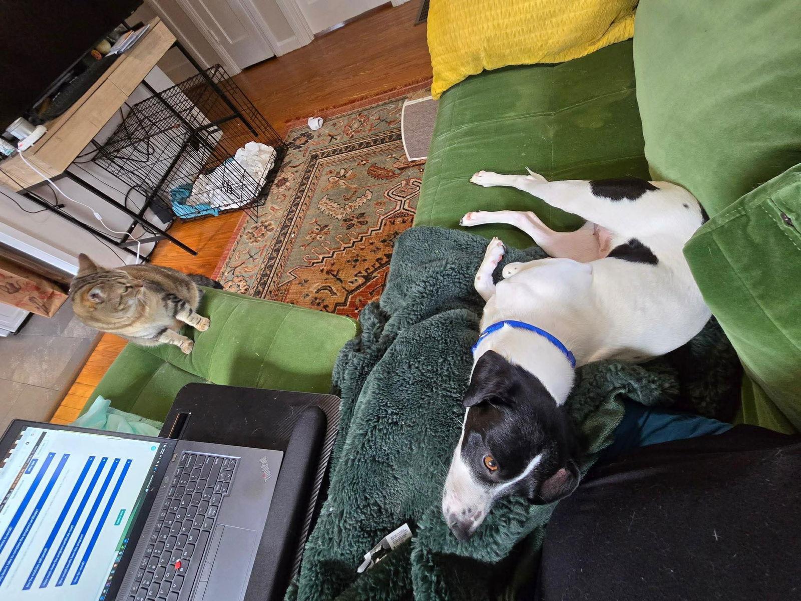 Enlarge Raspberry Athens, a Adopted mixed breed in Rockaway, NJ image 2/3