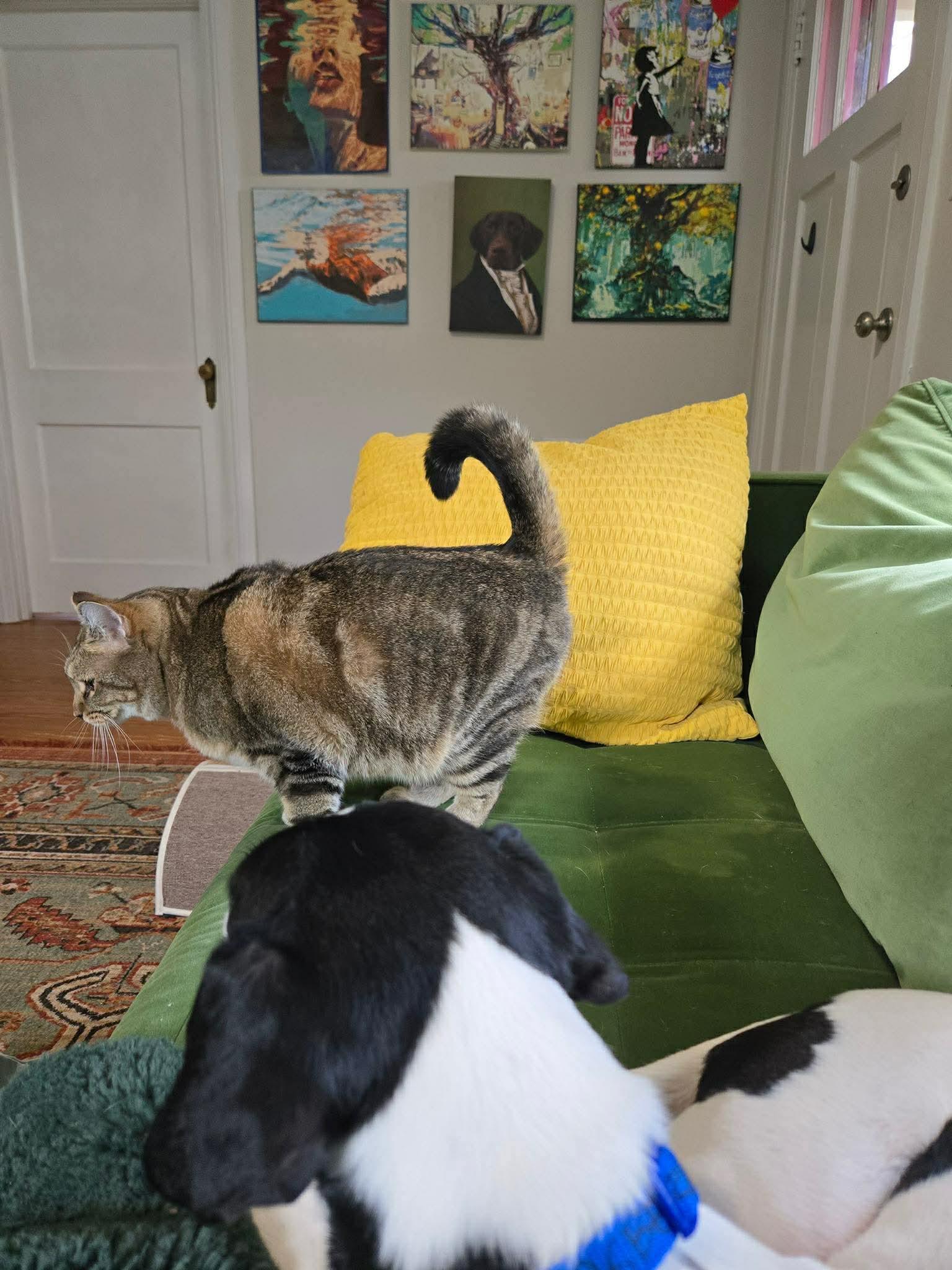 Enlarge Raspberry Athens, a Adopted mixed breed in Rockaway, NJ image 3/3