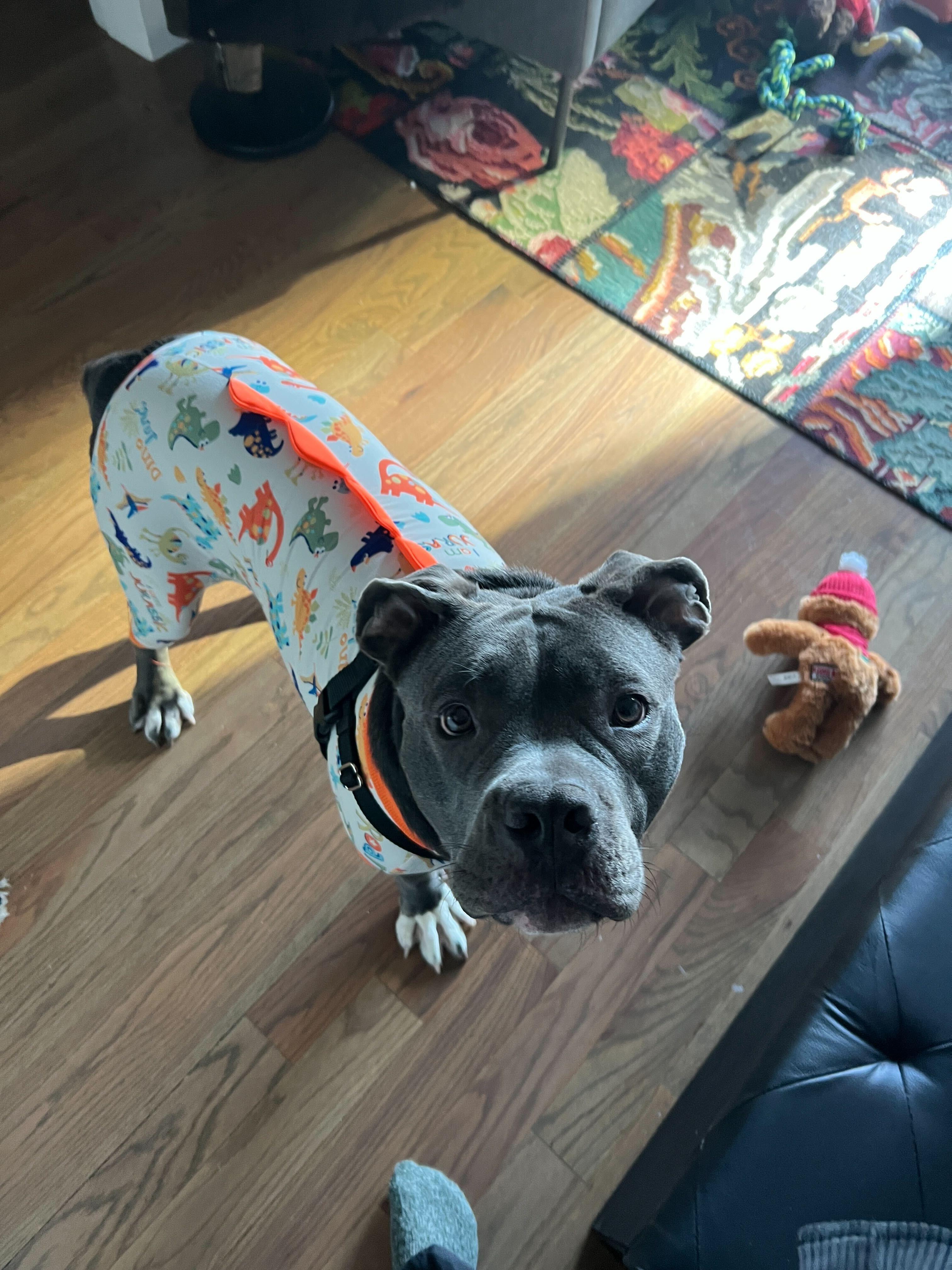 Tallulah, a Adoptable mixed breed in New York, NY image 1/6