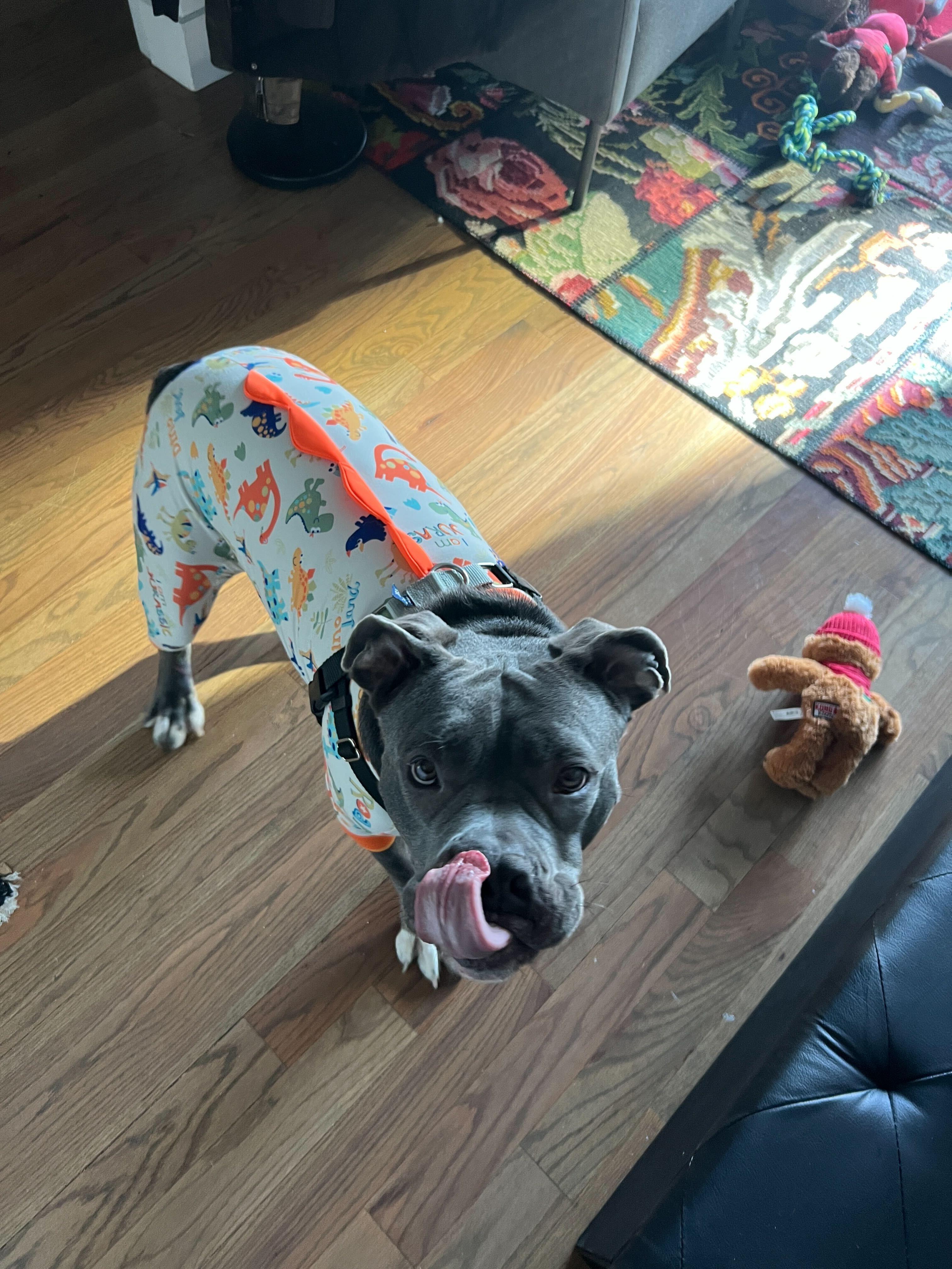 Tallulah, a Adoptable mixed breed in New York, NY image 2/6