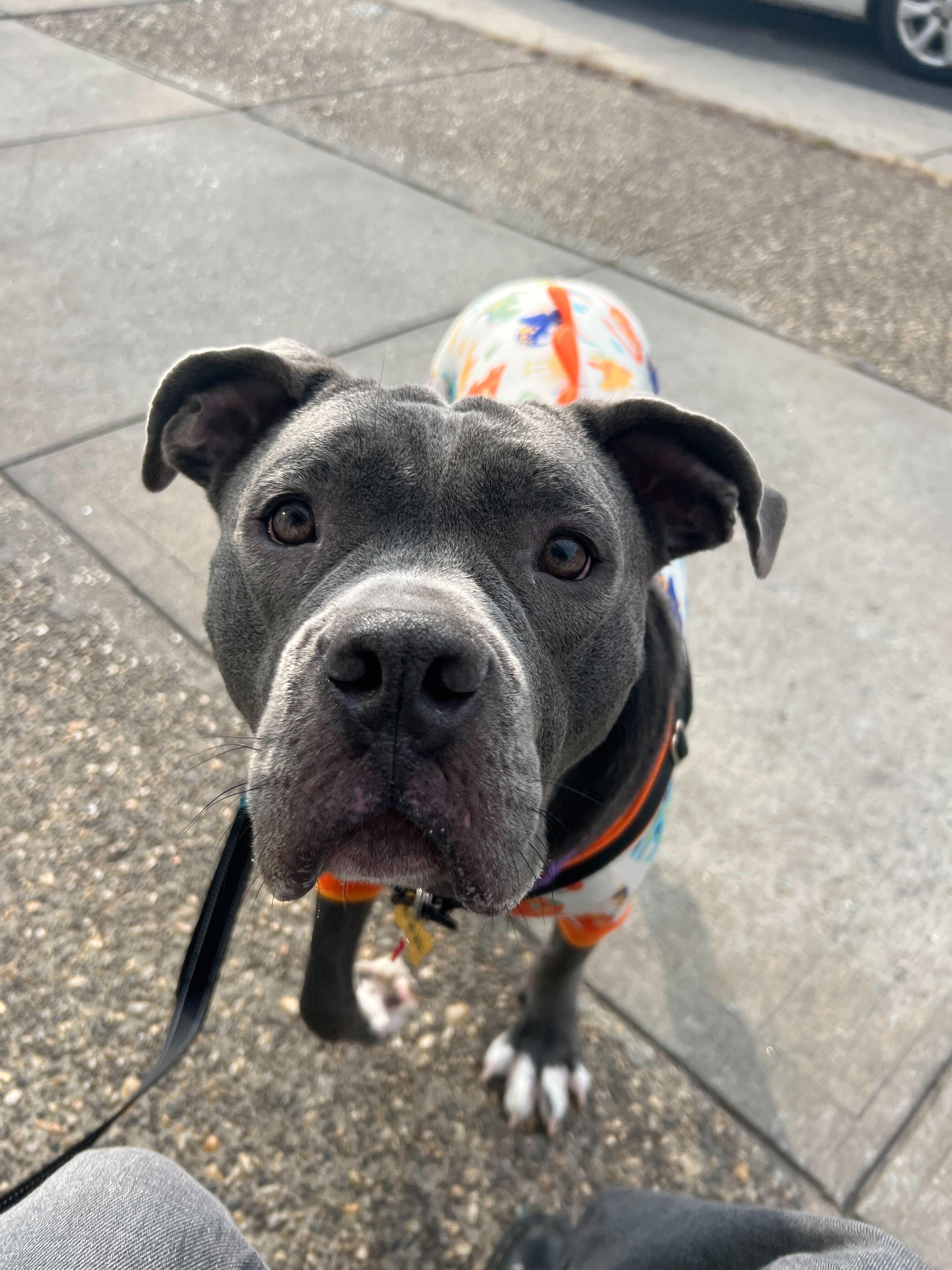 Tallulah, a Adoptable mixed breed in New York, NY image 3/6