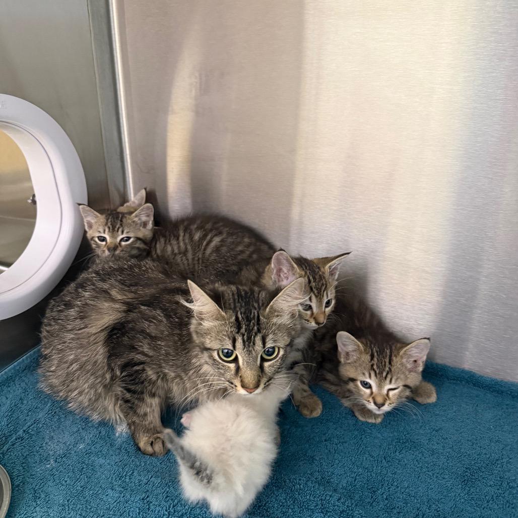 Boomer, Adoptable, Kitten Female Domestic Short Hair & Domestic Short Hair.