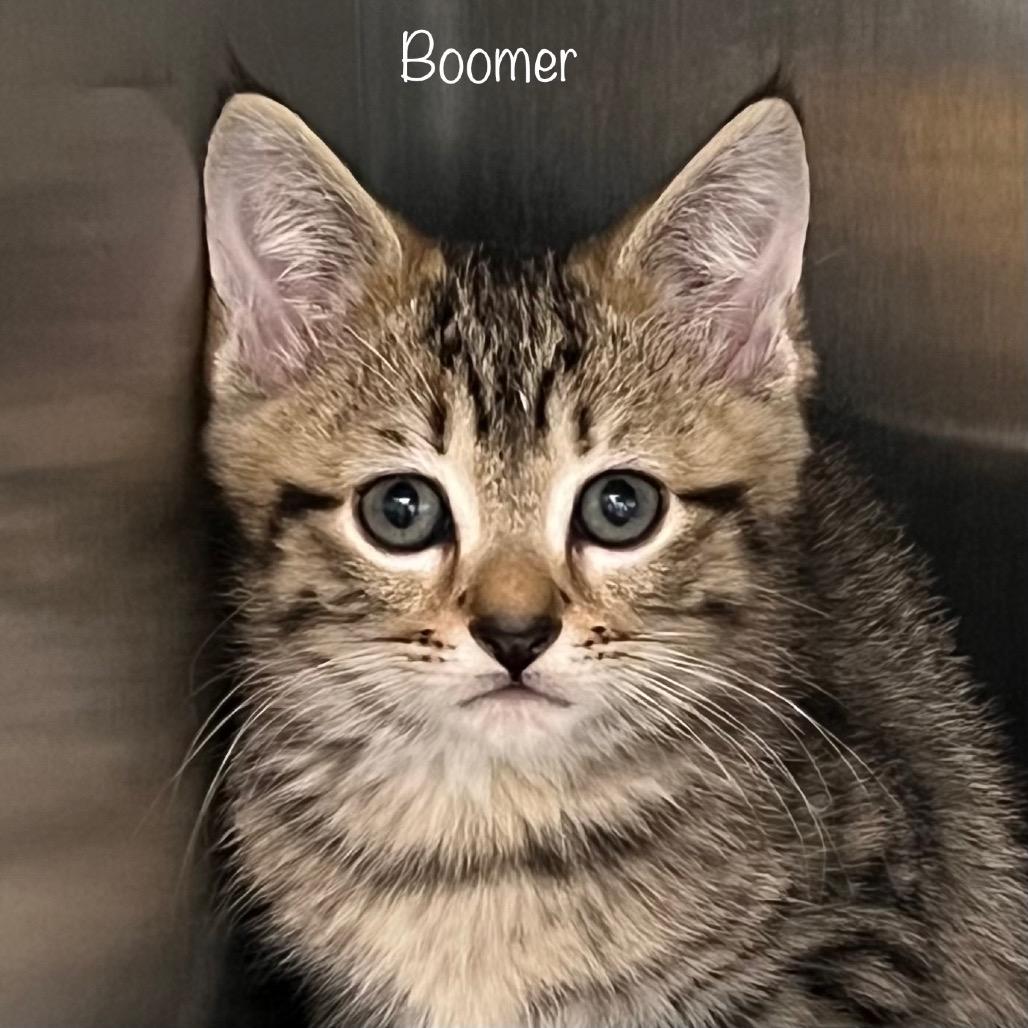 Enlarge Boomer, a Adoptable mixed breed in Madisonville, TN image 2/2