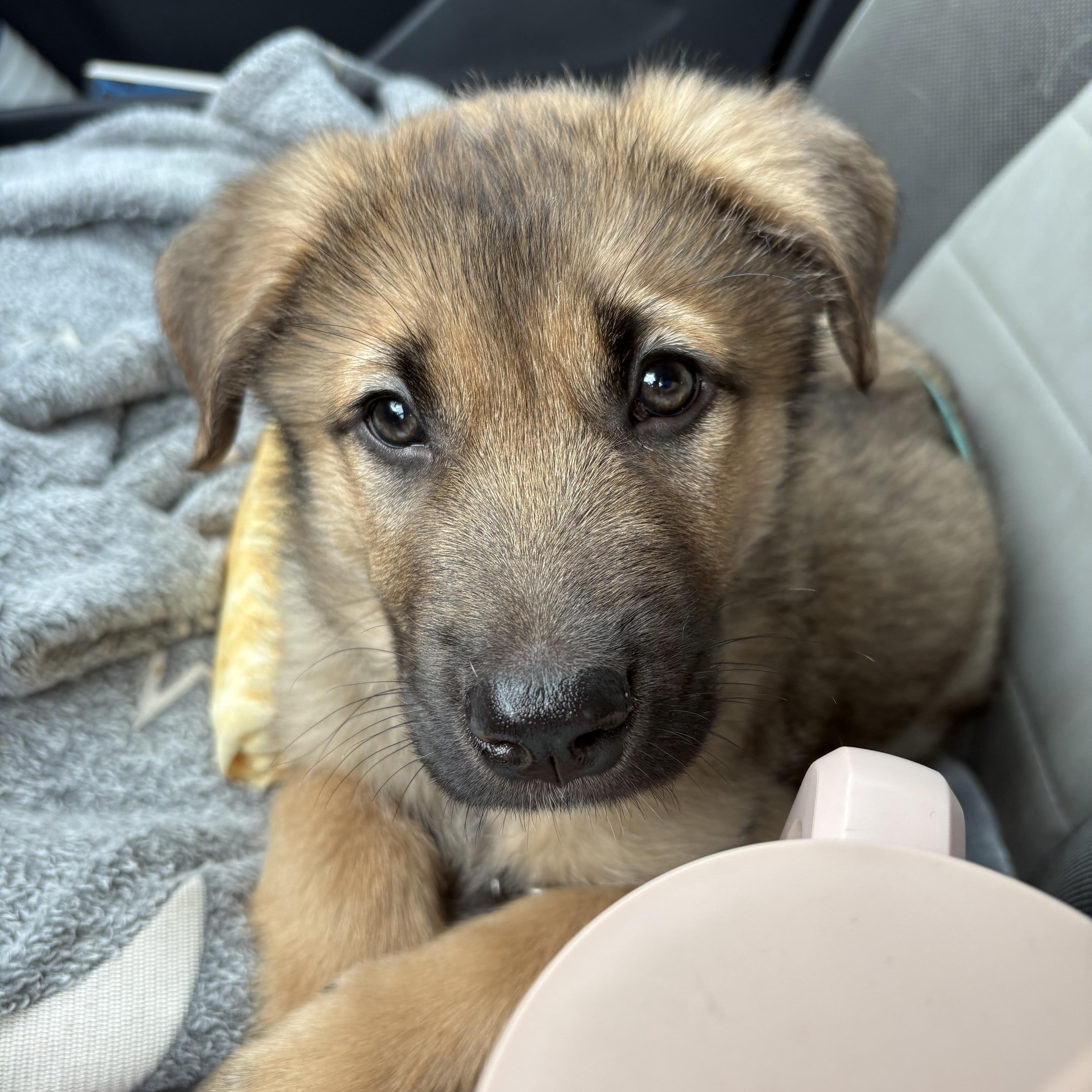 Enlarge Freddy, an adoptable mixed breed in Hamilton, ON image 3/5
