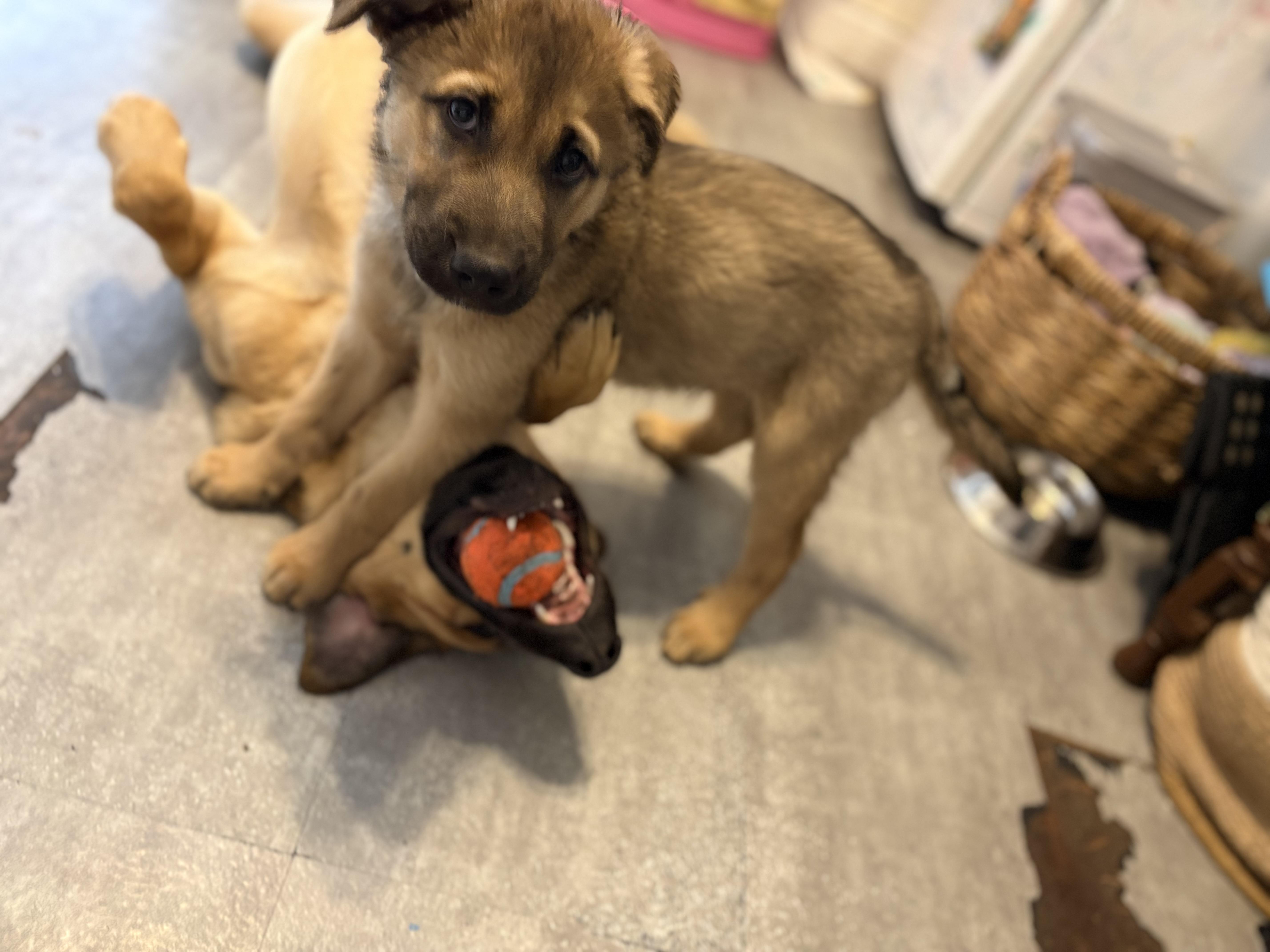 Enlarge Freddy, an adoptable mixed breed in Hamilton, ON image 5/5