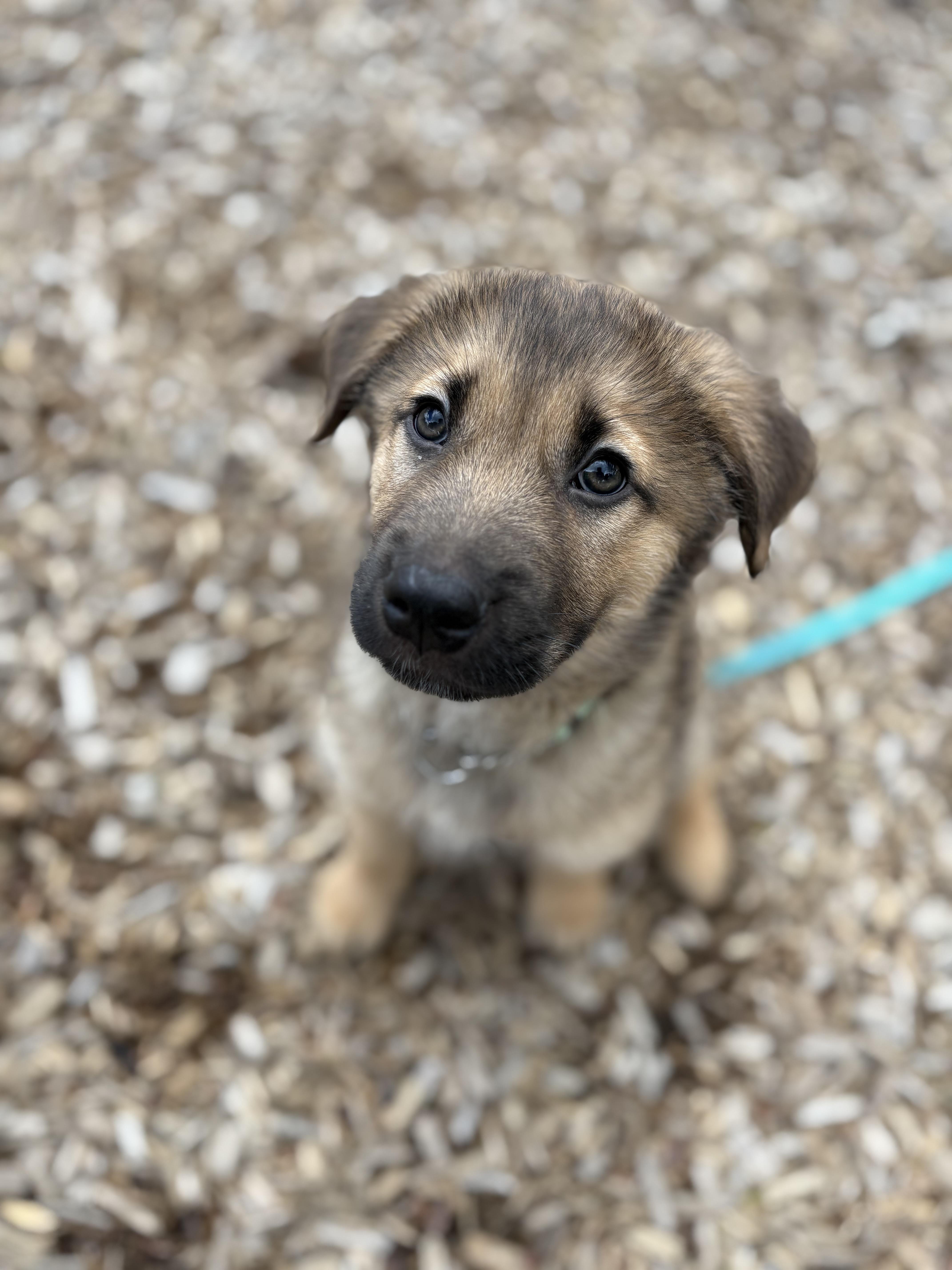 Freddy, adoptable, Puppy Male German Shepherd Dog & Labrador Retriever.