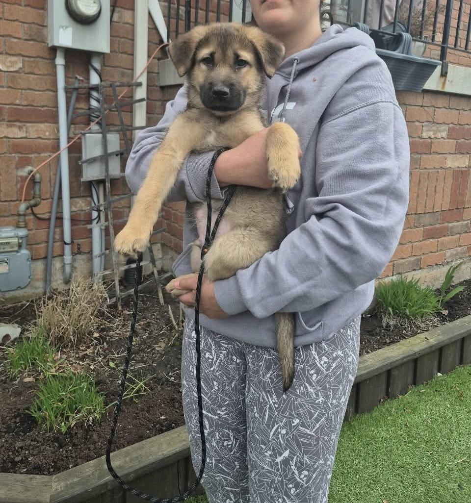 Enlarge Freddy, an adoptable mixed breed in Hamilton, ON image 2/5