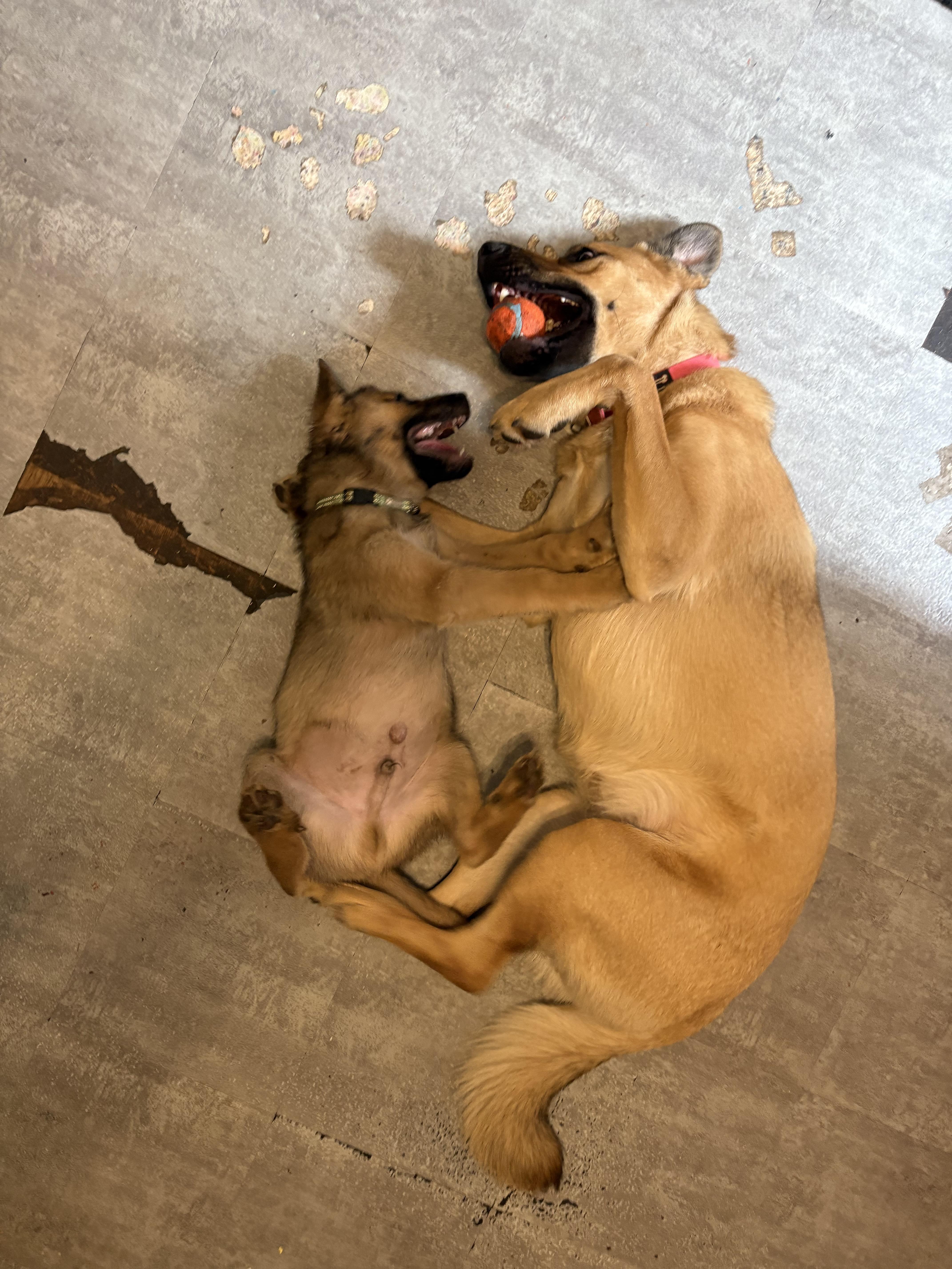 Enlarge Freddy, an adoptable mixed breed in Hamilton, ON image 4/5