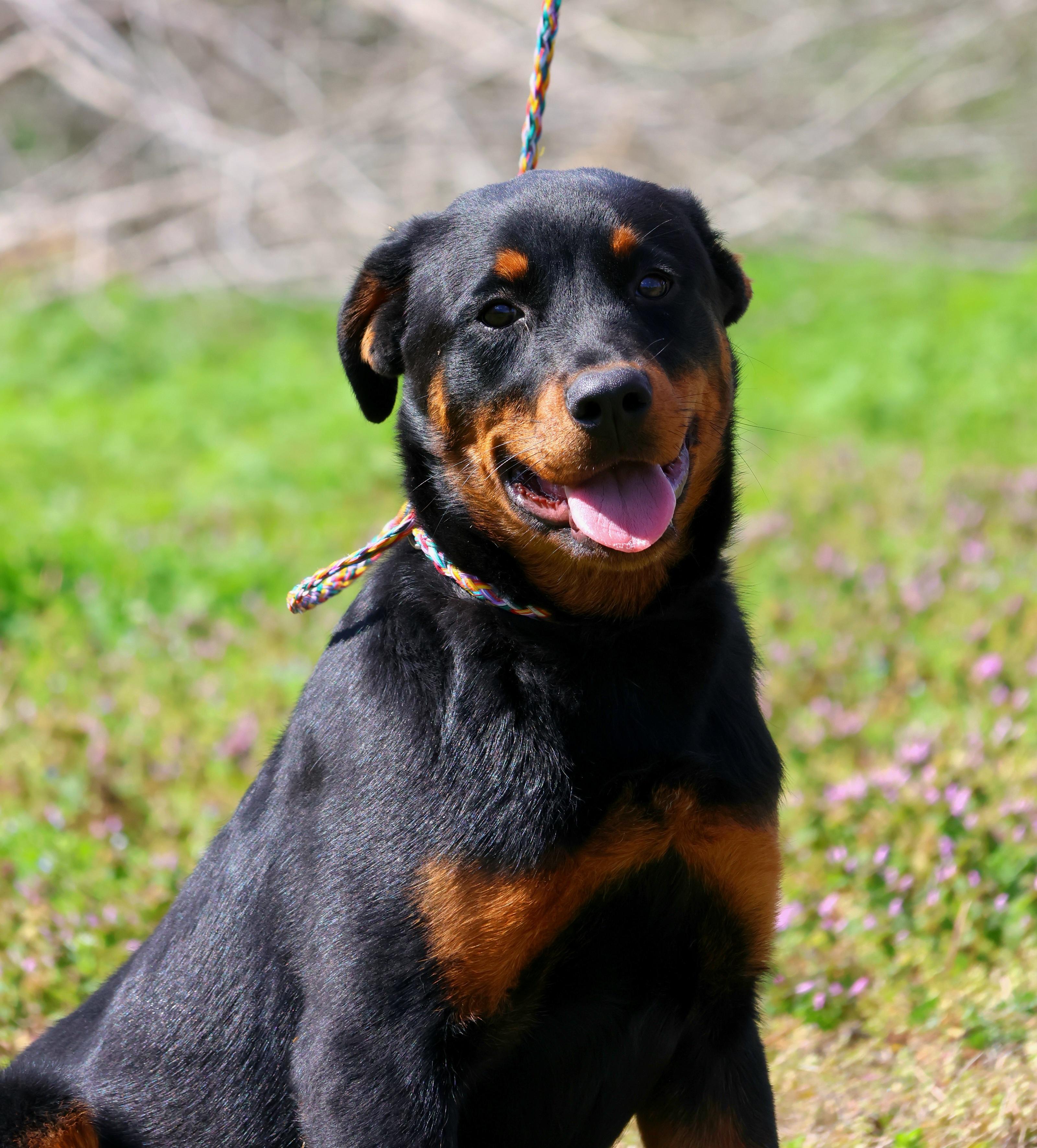 Peanut, ADOPTABLE, Young Female Rottweiler.