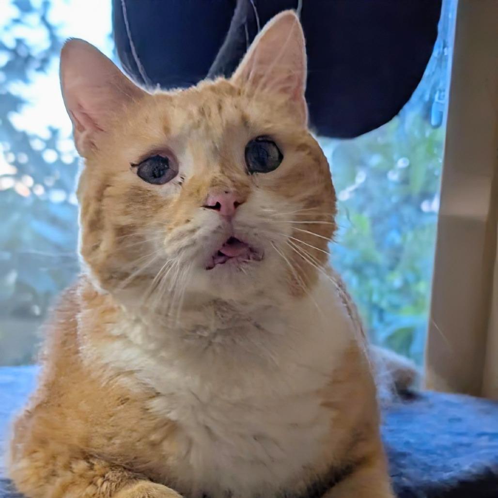 Sunshine, Adoptable, Adult Female Domestic Long Hair.