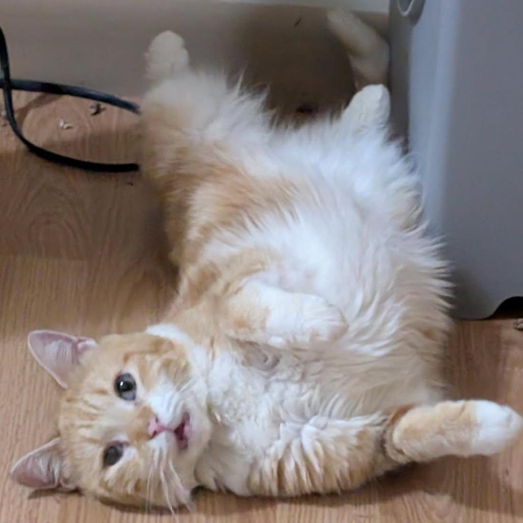 Enlarge Sunshine, a Adoptable Domestic Long Hair in Layton, UT image 2/3